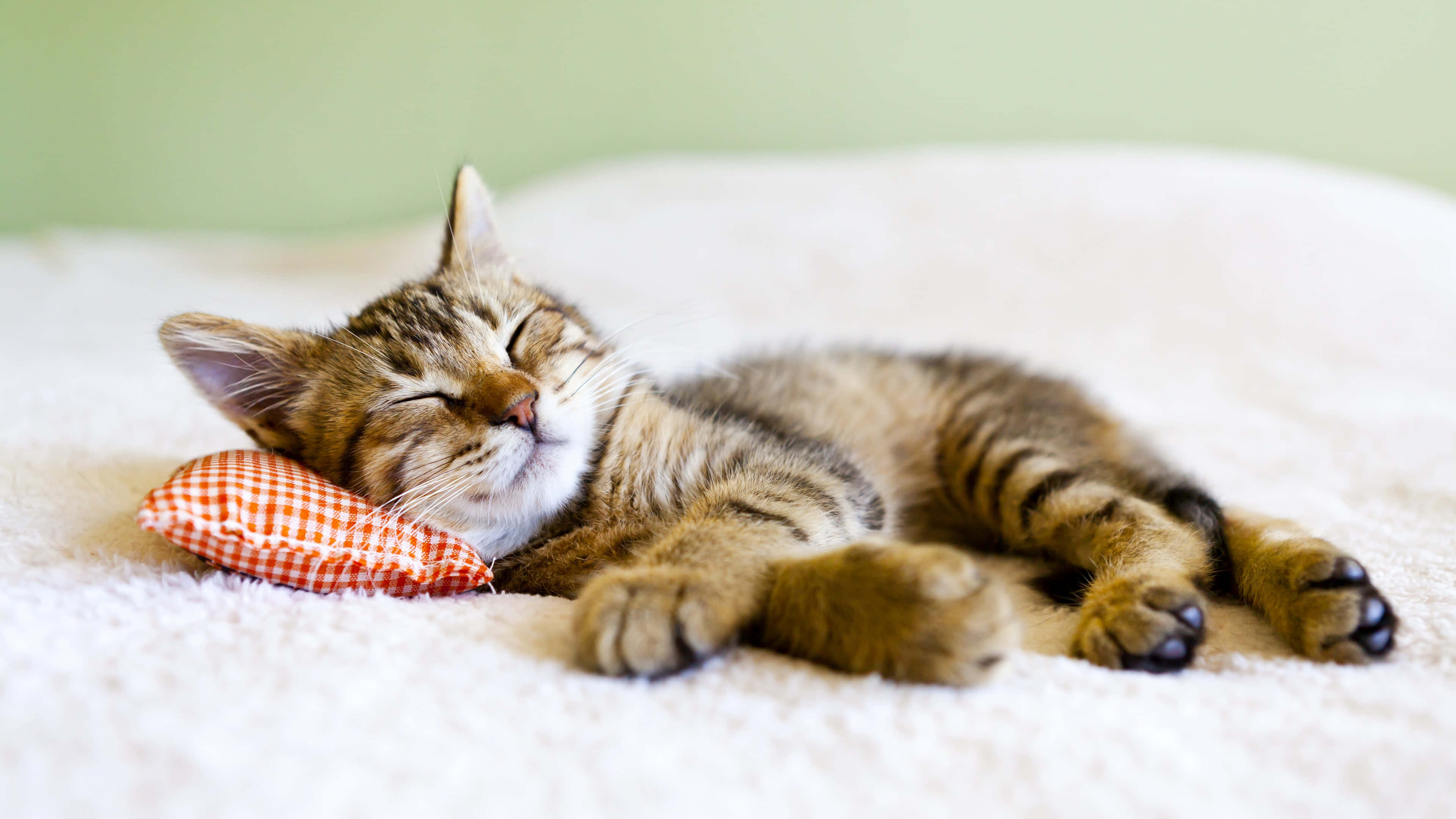 tabby kitten, fluffy white surface, small red and white checkered pillow, 4K Desktop Wallpaper