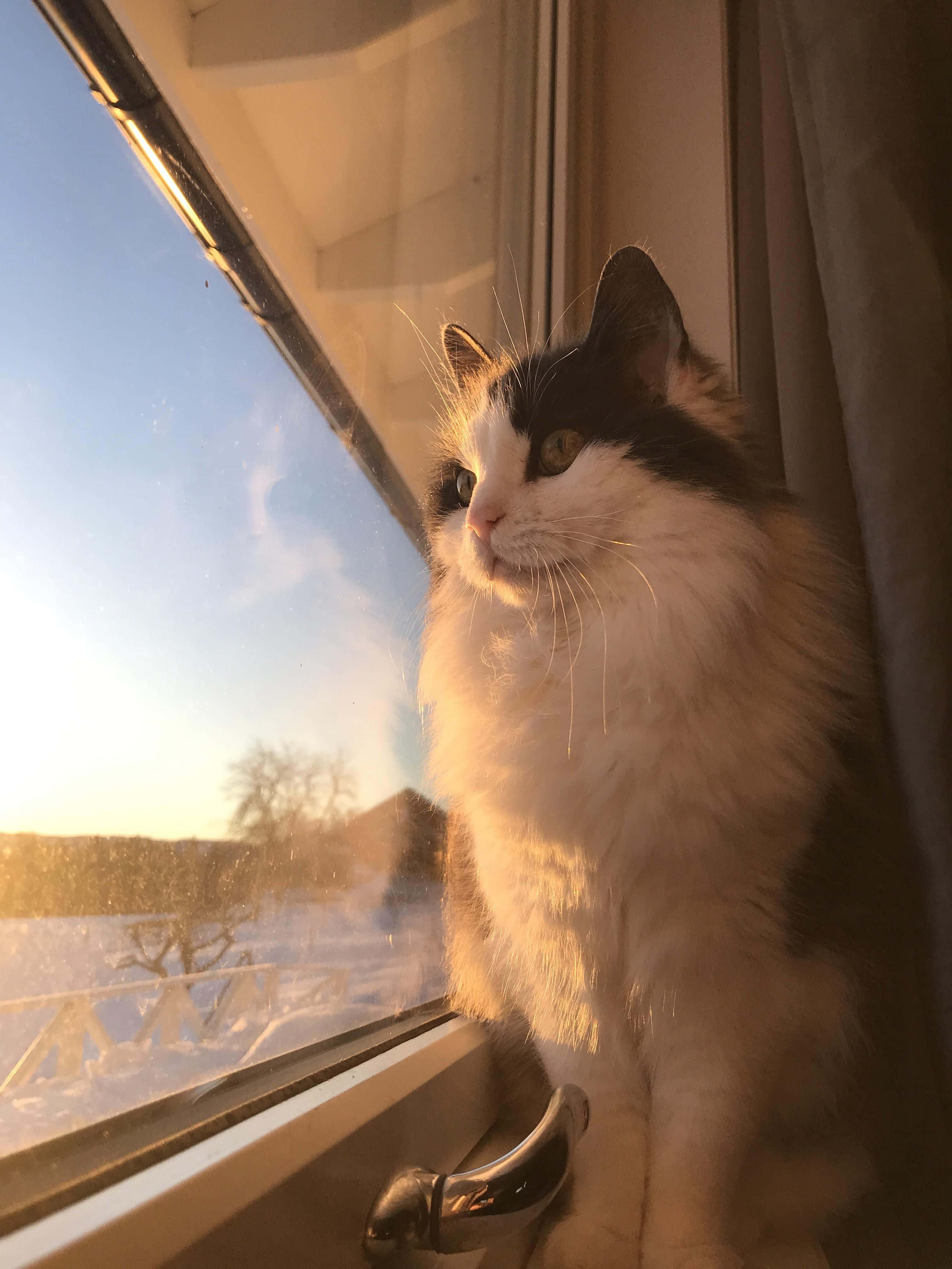 fluffy black and white cat, golden sunset light, windowsill, 4K Phone Wallpaper
