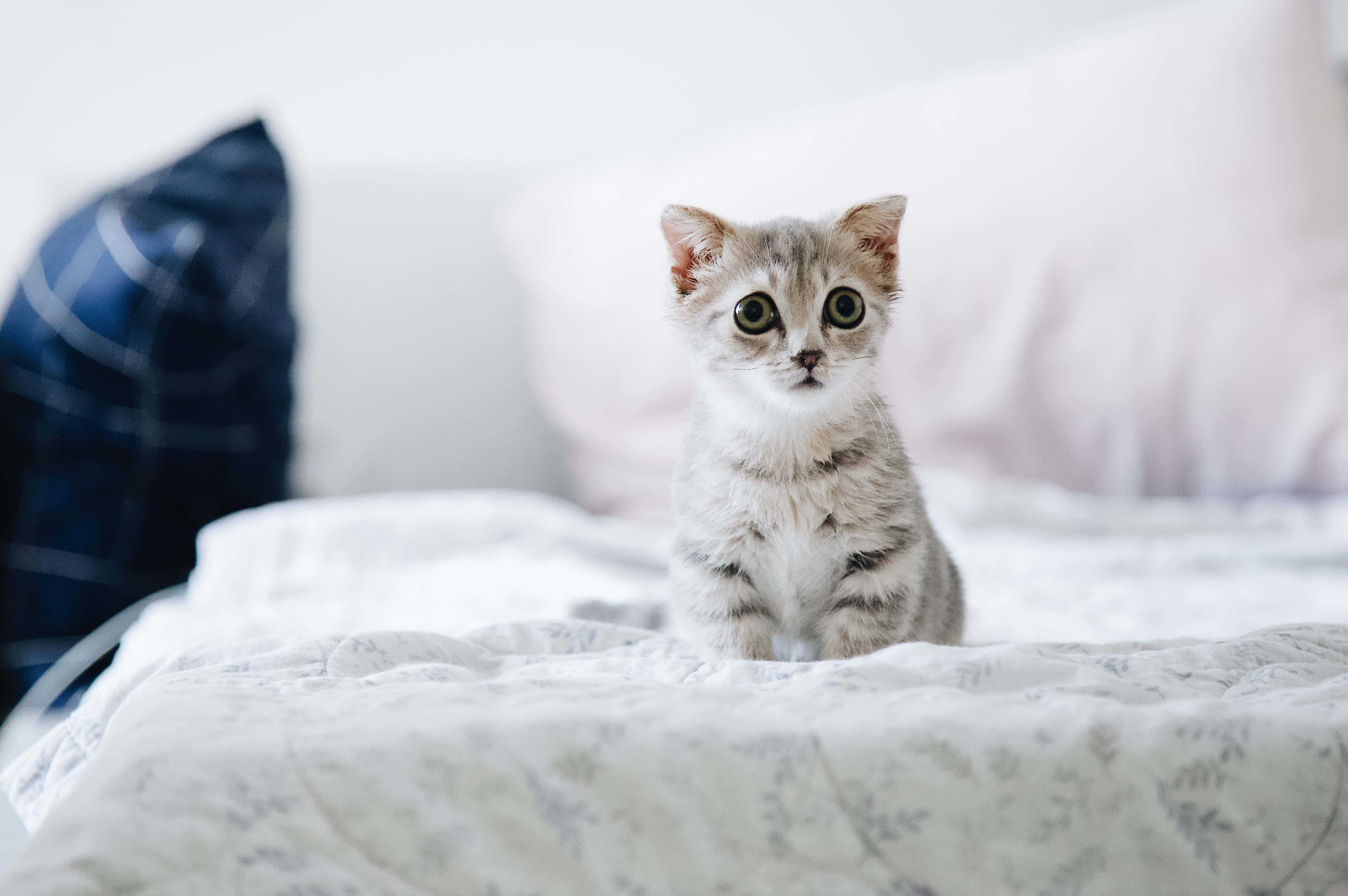 silver tabby kitten, floral bedspread, plaid pillow, 4K Desktop Wallpaper