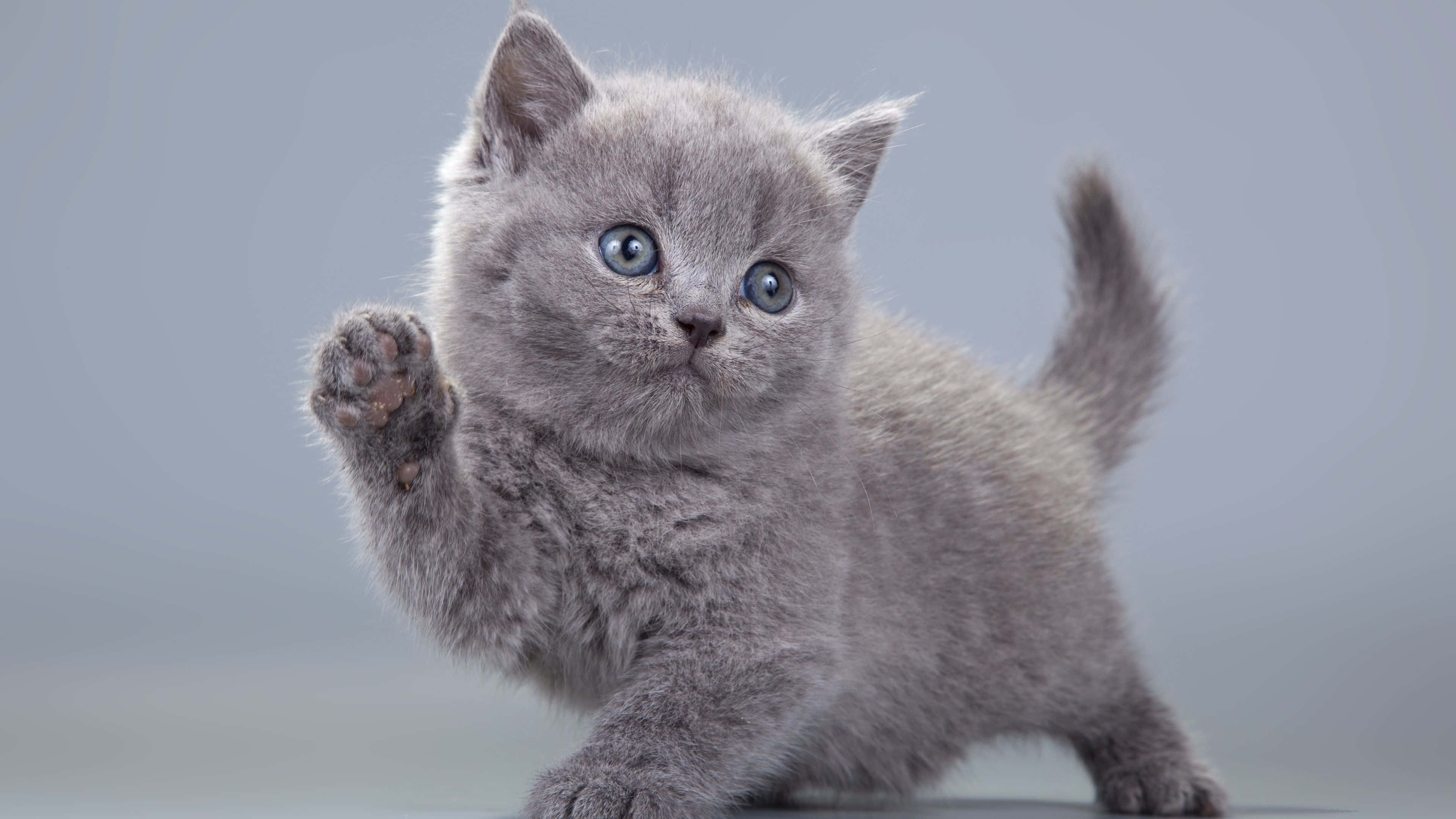 waving cute cat pfp, fluffy gray kitten, bright blue eyes, 4K Desktop Wallpaper