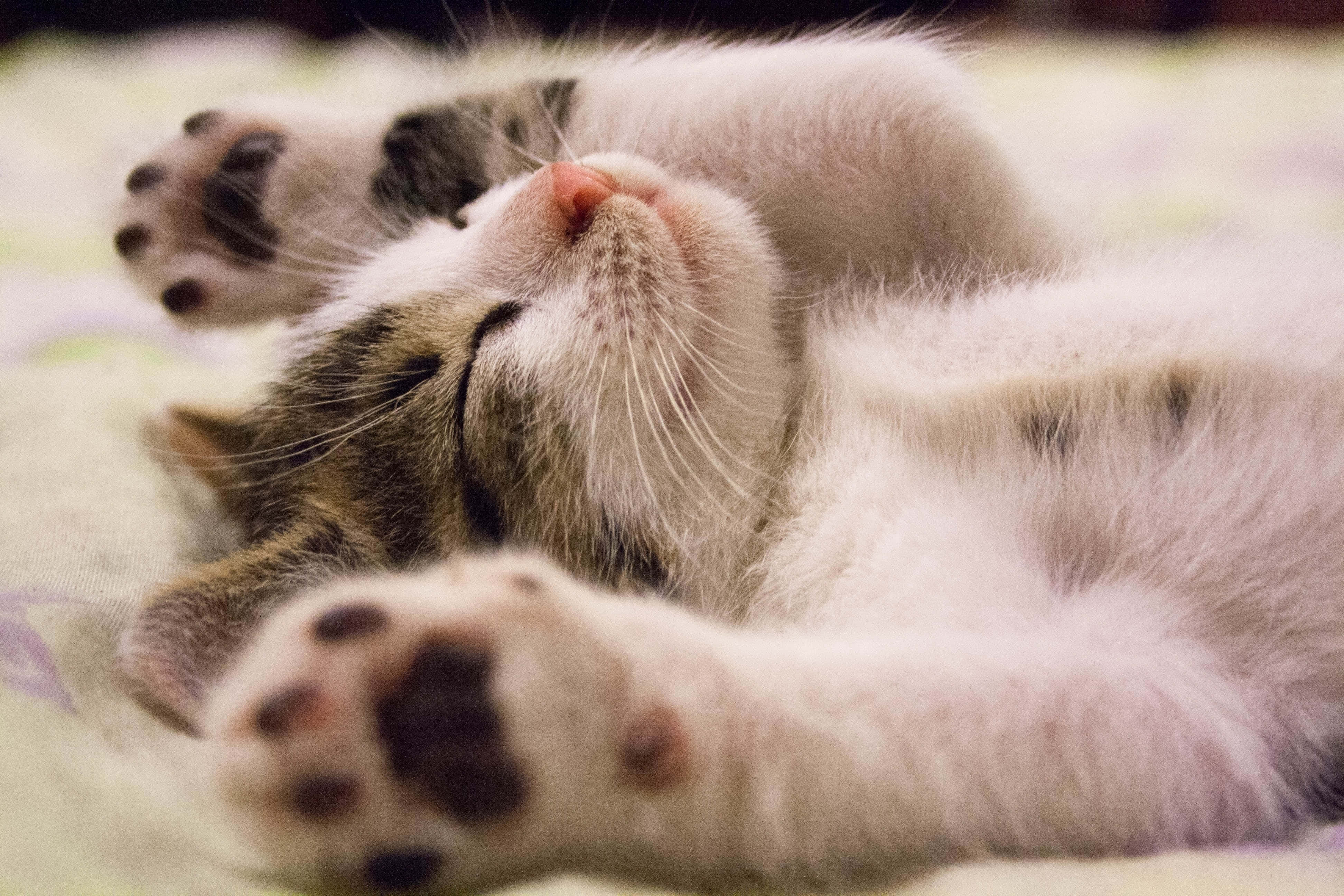 fluffy tabby kitten, sleeps soundly, on its back, 4K Desktop Wallpaper