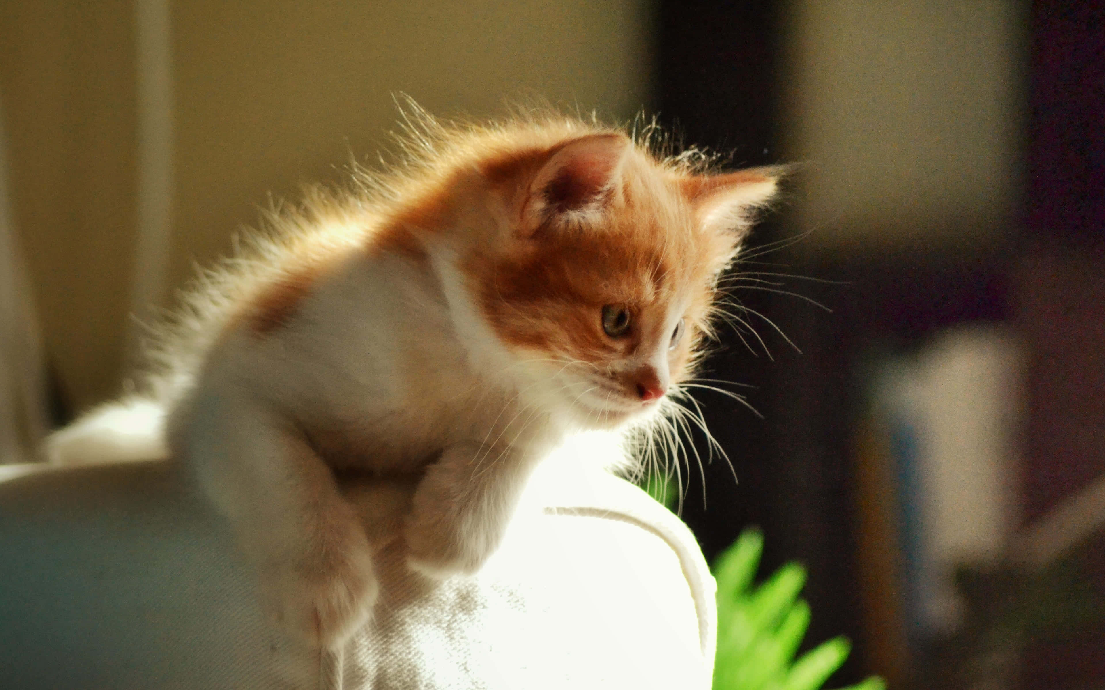 fluffy orange and white kitten, sunlit couch cushion, soft golden light, 4K Desktop Wallpaper