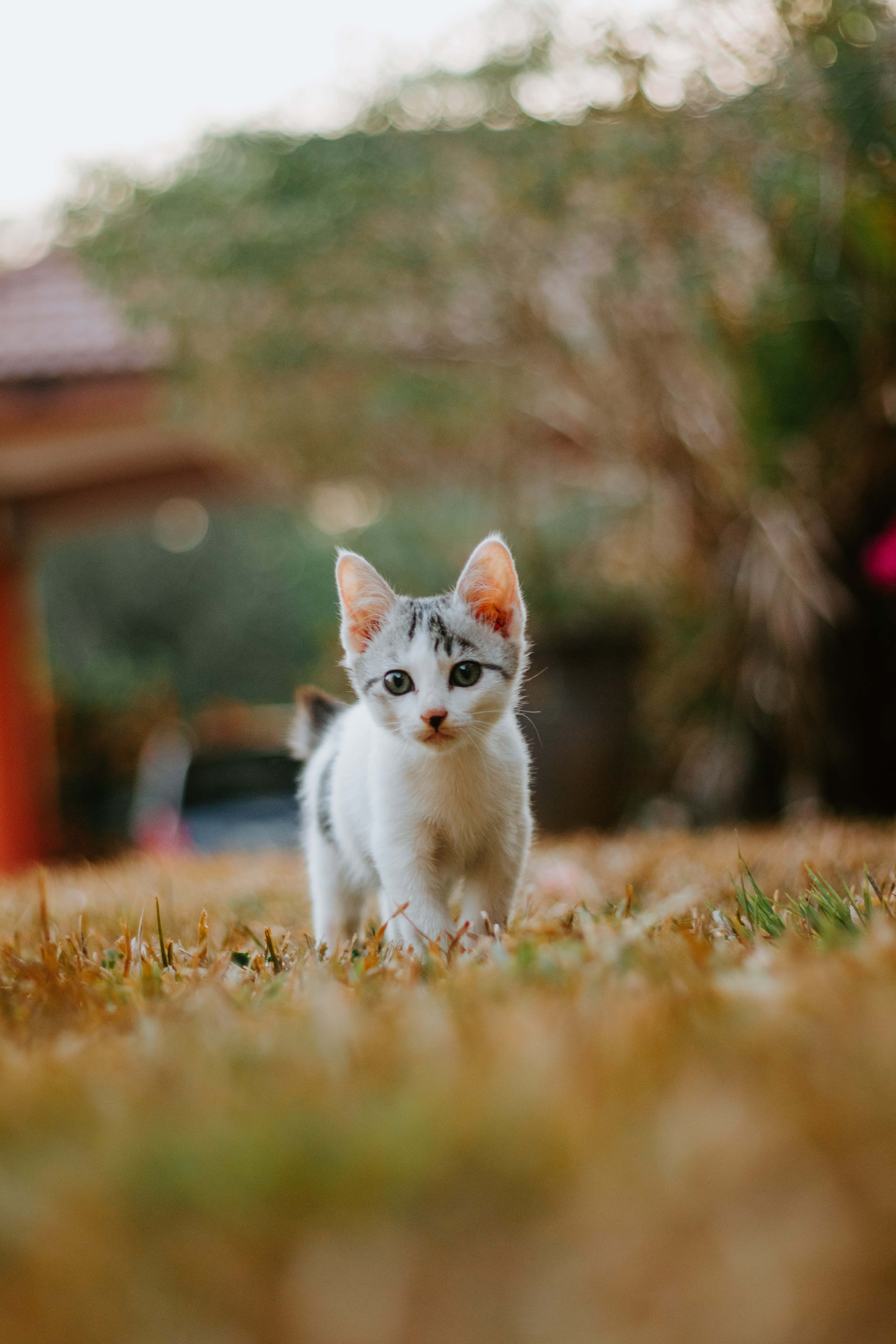 wandering baby cute cat pfp, tiny white and gray tabby kitten, wide curious eyes, 5K Phone Wallpaper