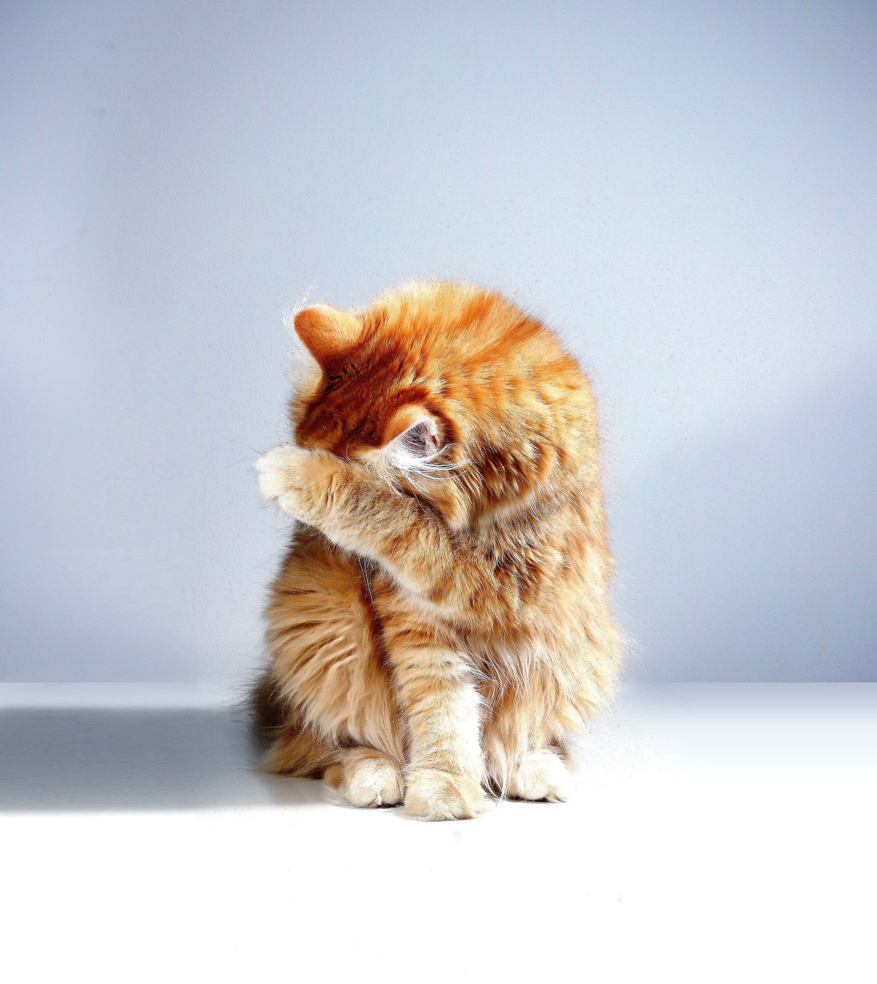ginger, orange tabby cat, white surface, 2K Phone Wallpaper