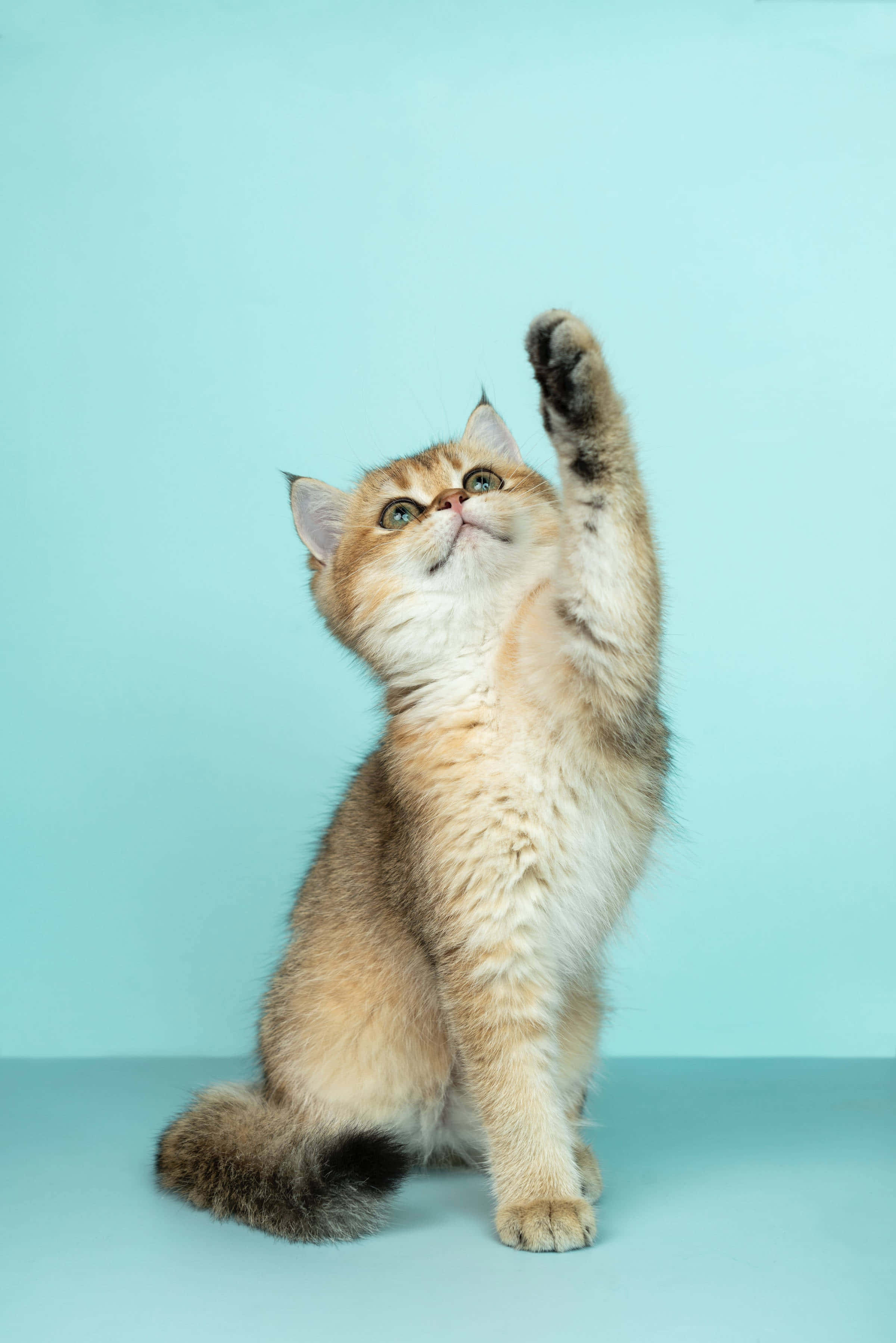 fluffy golden kitten, solid teal background, paw raised, 2K Phone Wallpaper