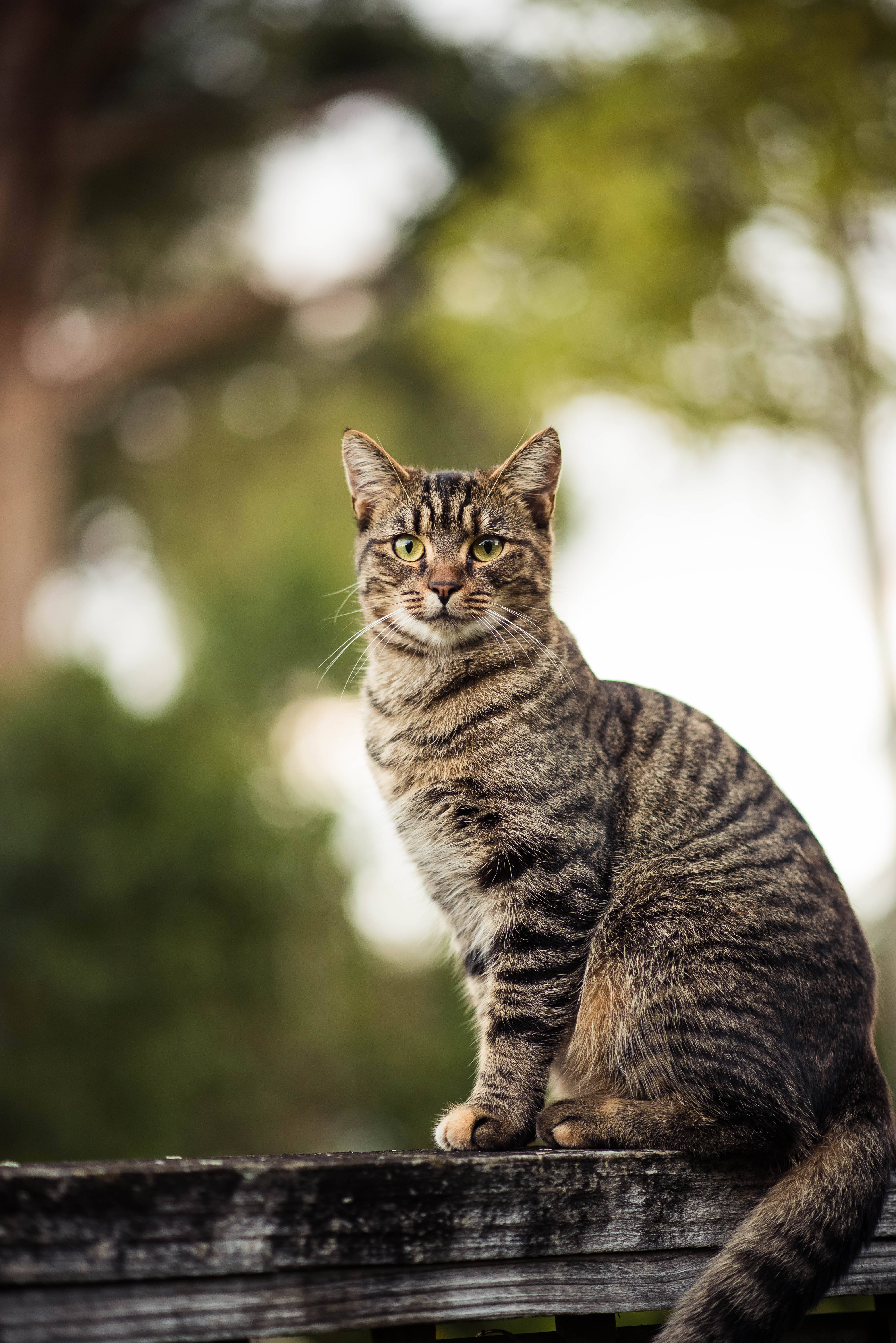 tabby cat, striking green eyes, weathered wooden fence, 5K Phone Wallpaper