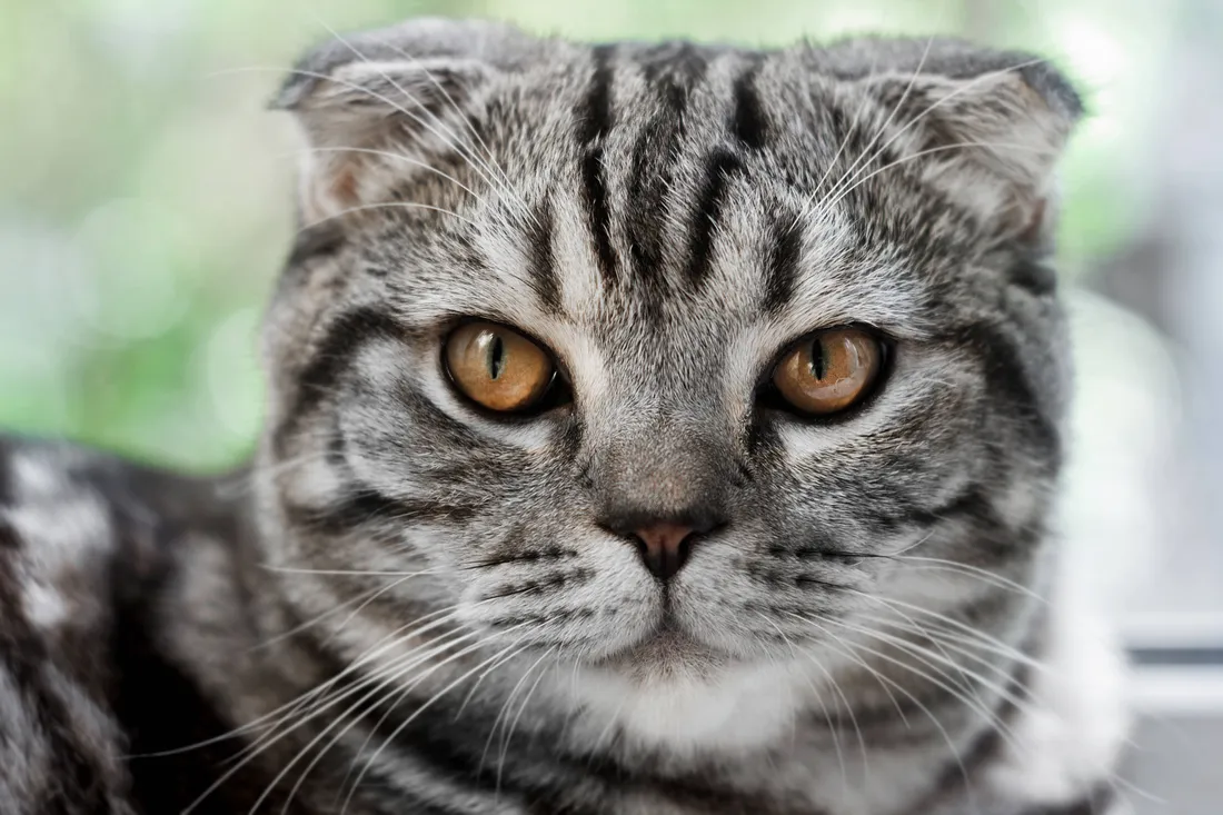 Cute Cat