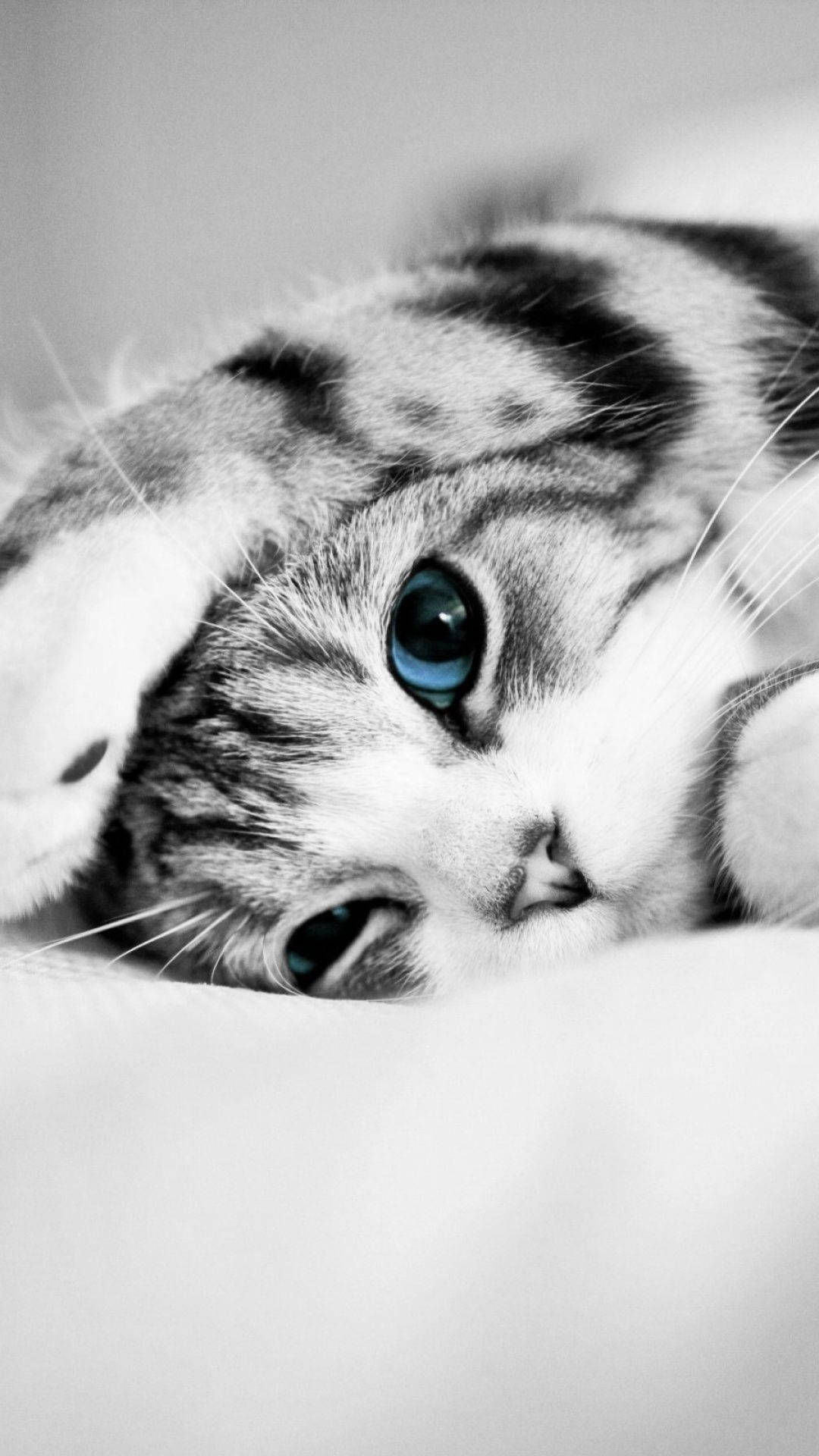 blue eyed tabby cat, tabby kitten, monochrome, Full HD Phone Wallpaper
