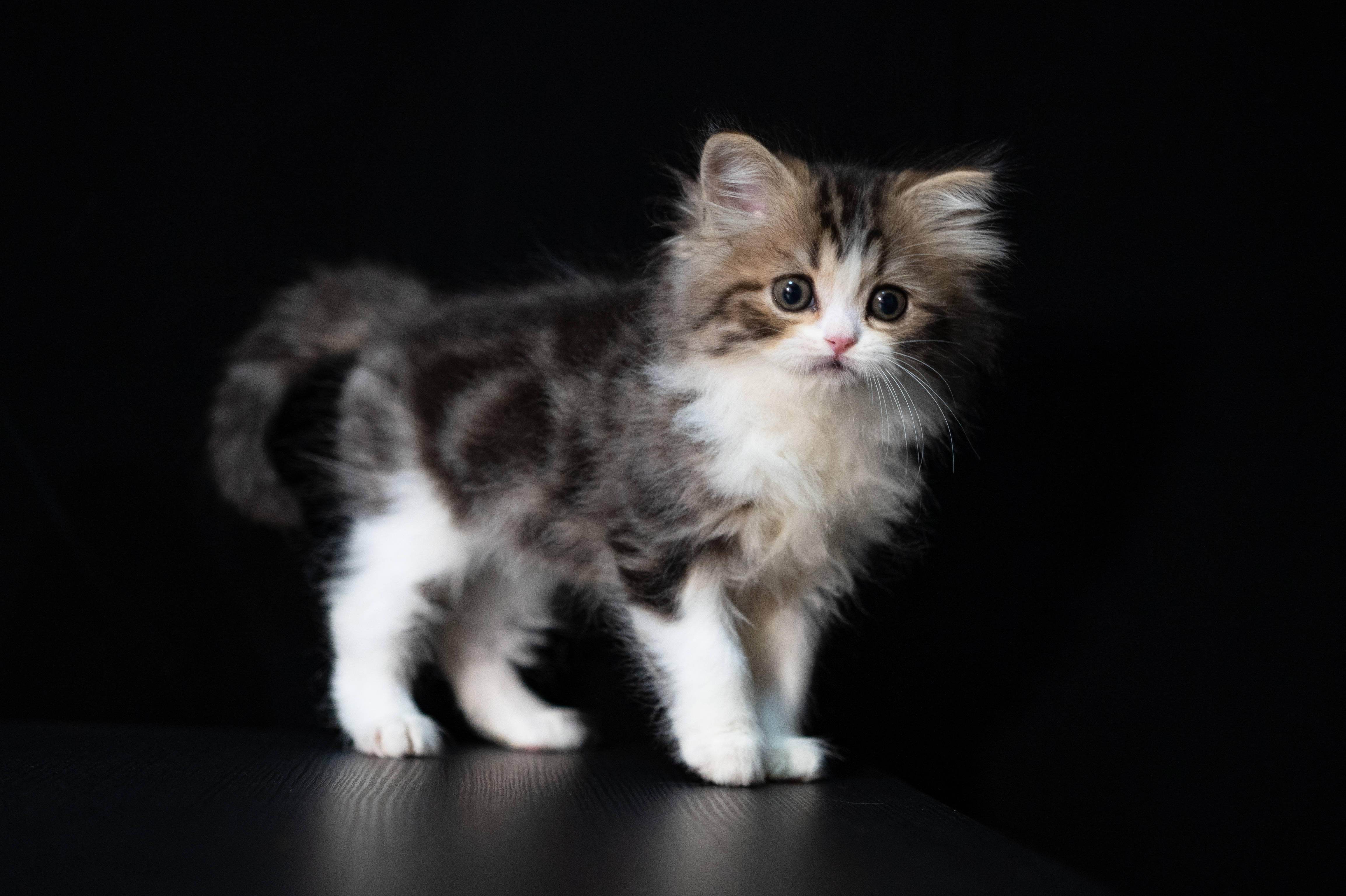 cute cat, black floor, fluffy tabby kitten, 4K Desktop Wallpaper