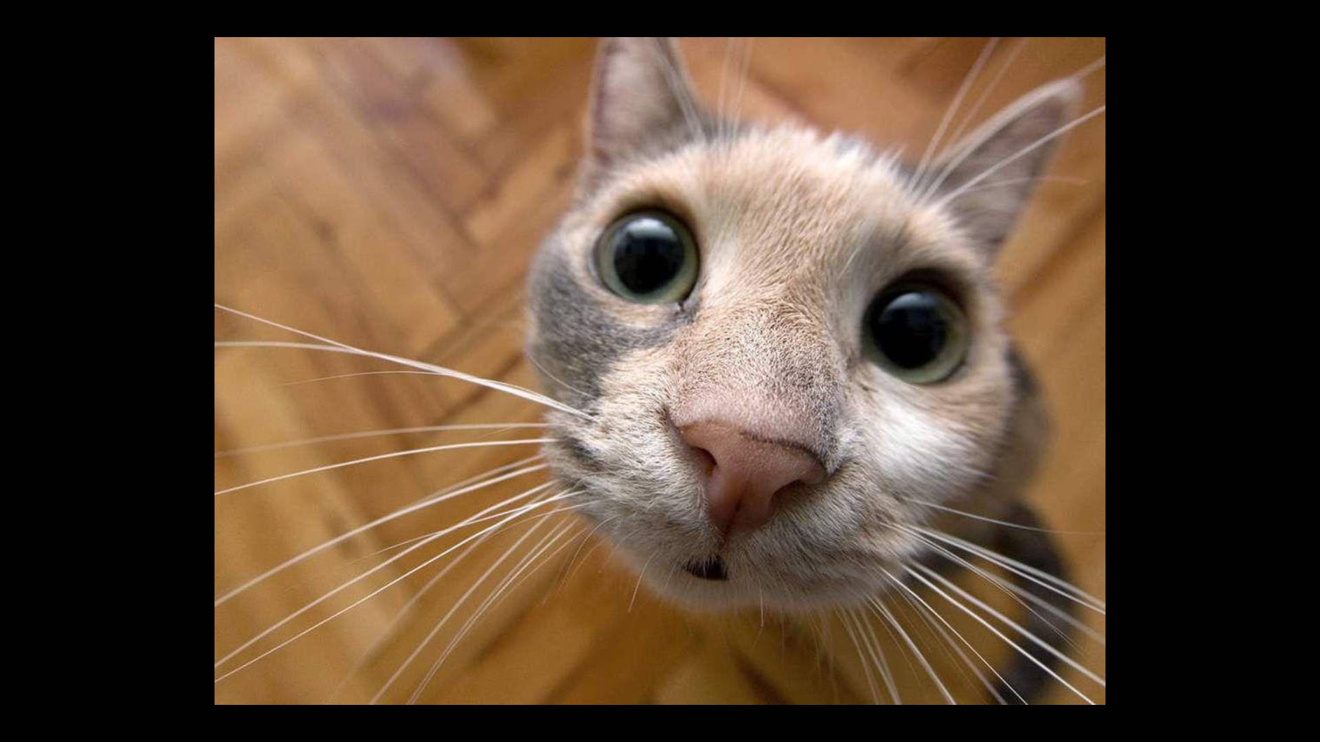 curious funny cat, wide green eyes, wooden floor, Full HD Desktop Wallpaper