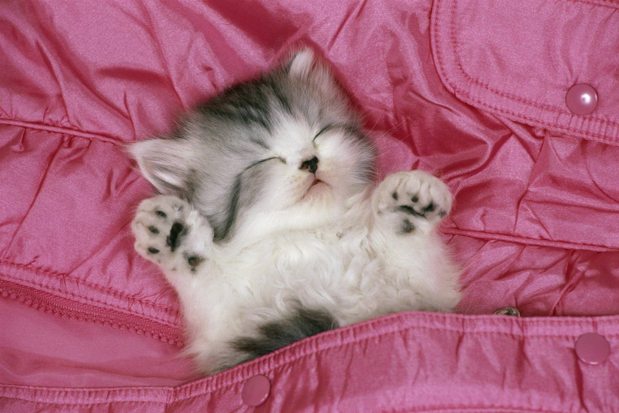 pink bed, fluffy gray and white kitten, sleeps peacefully, Full HD Desktop Wallpaper