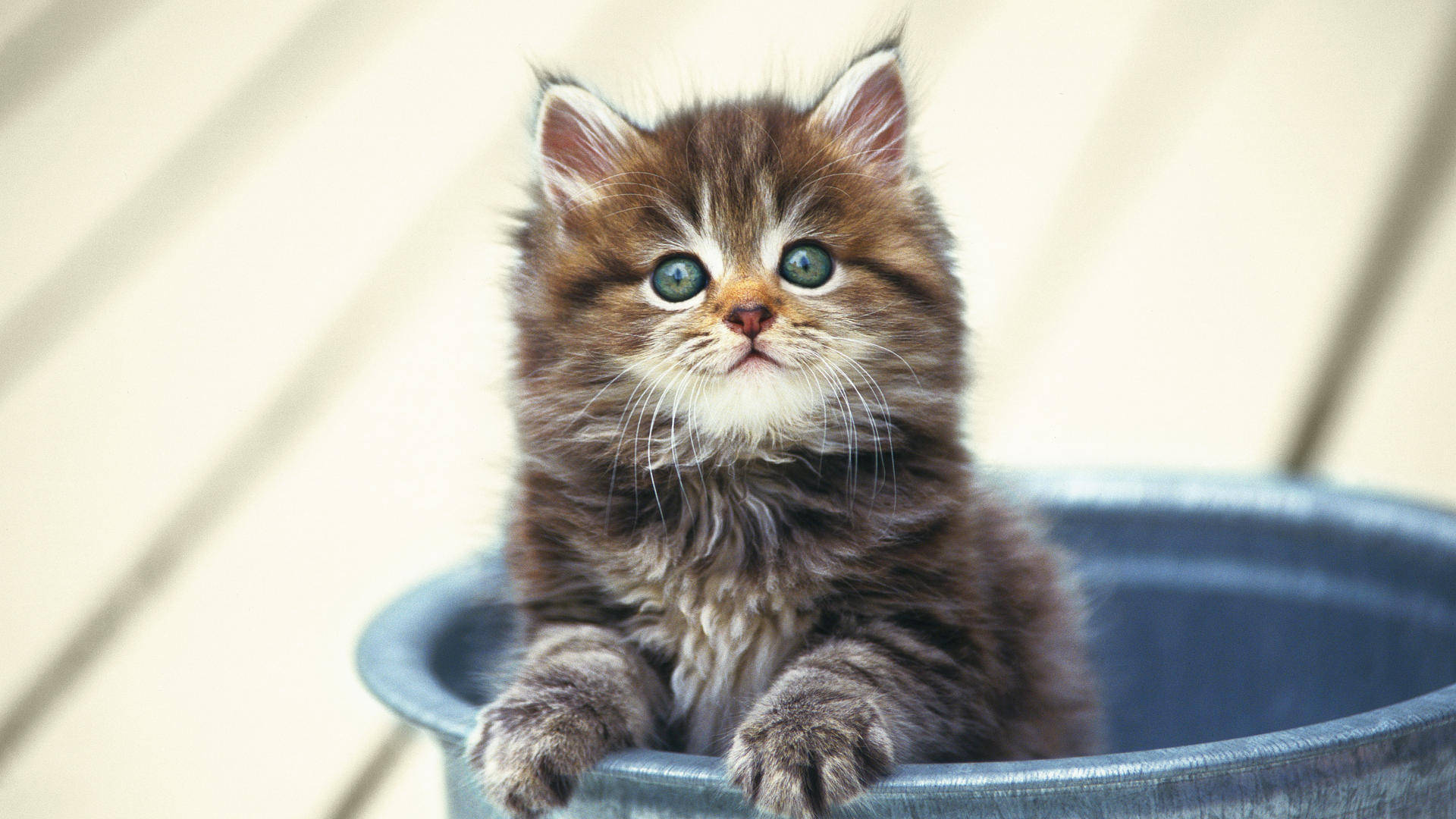 cute kitty, fluffy brown tabby kitten, bright blue eyes, Full HD Desktop Wallpaper