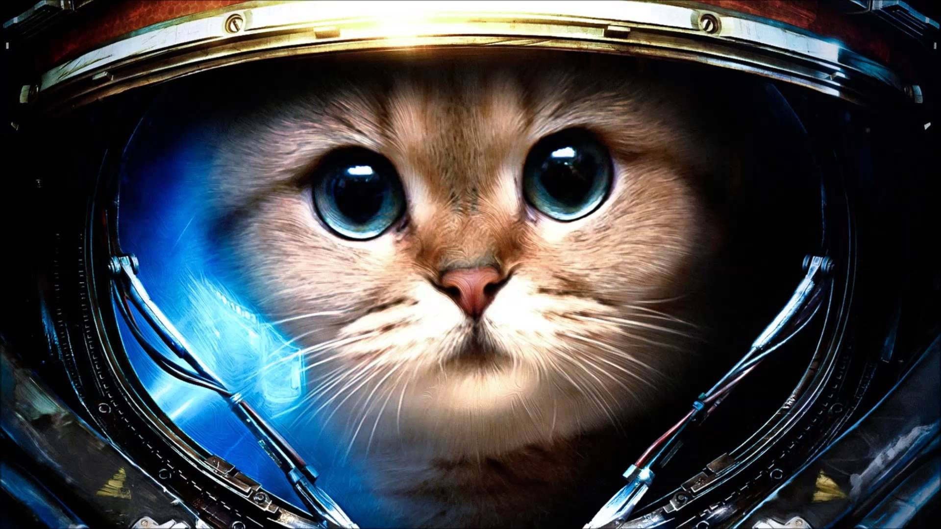 cute astronaut cat, astronaut helmet, glowing blue cosmic backdrop, Full HD Desktop Wallpaper