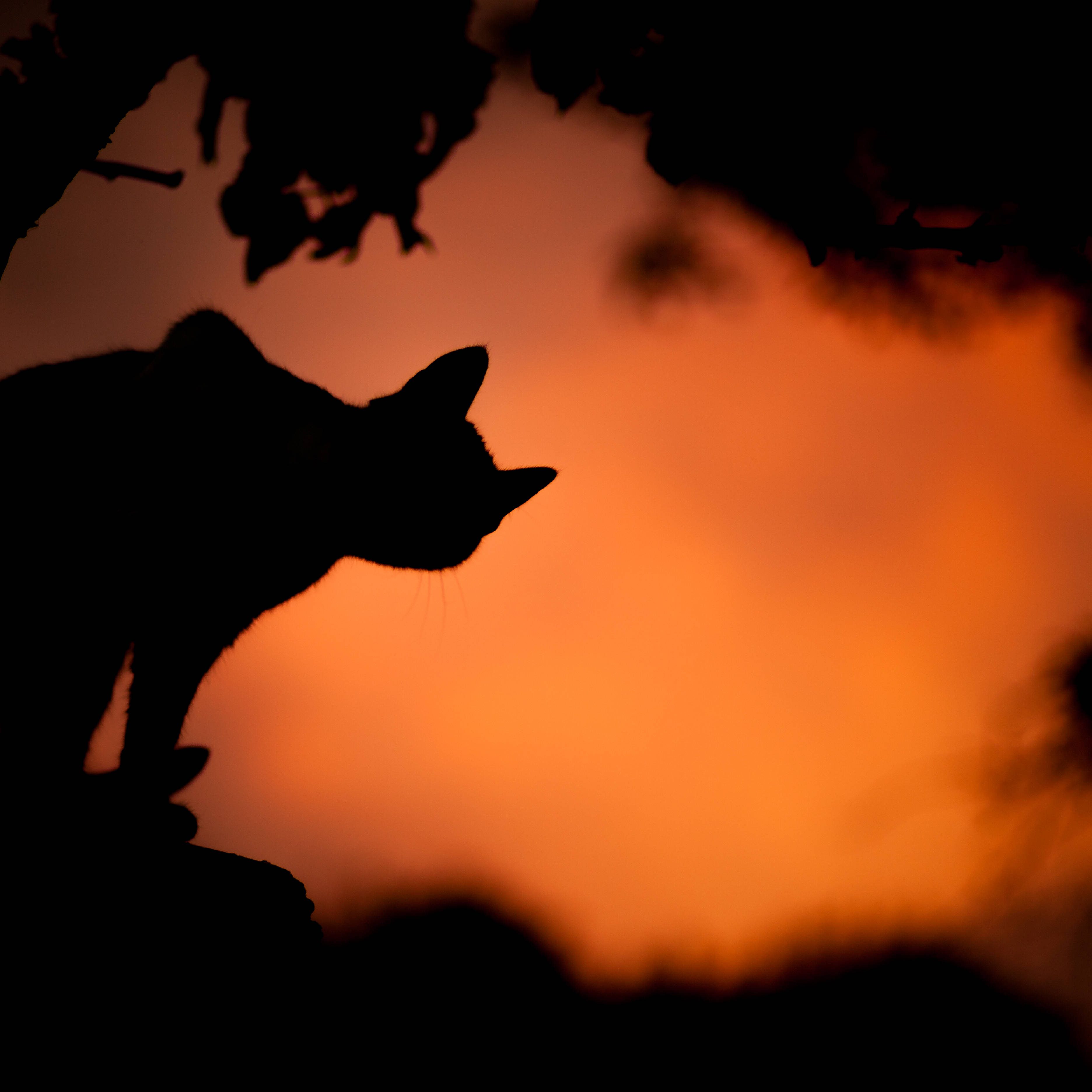spooky silhouette, cat, branch, 2K Desktop Wallpaper