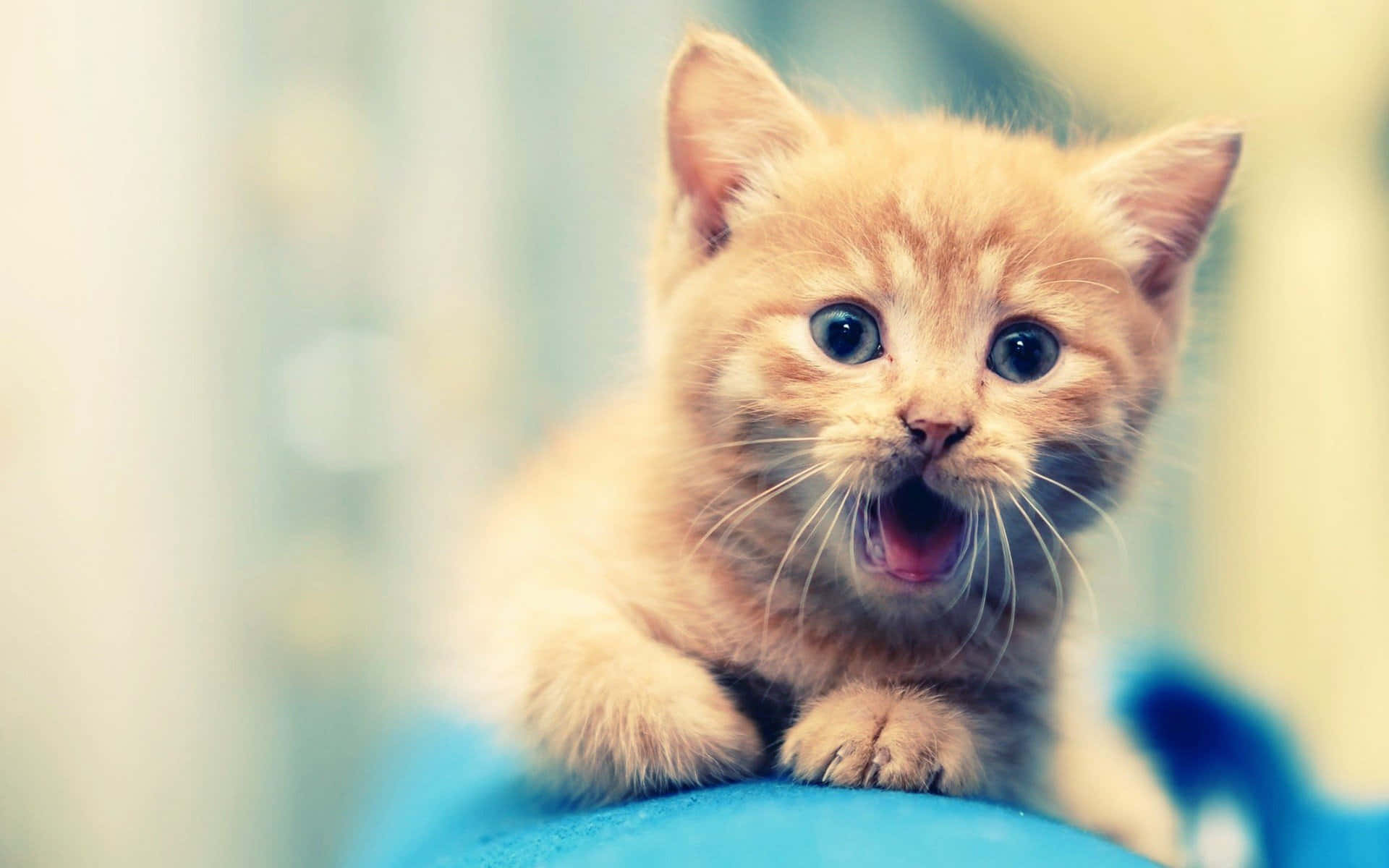 ginger kitten, blue eyes, yawns widely, Full HD Desktop Wallpaper