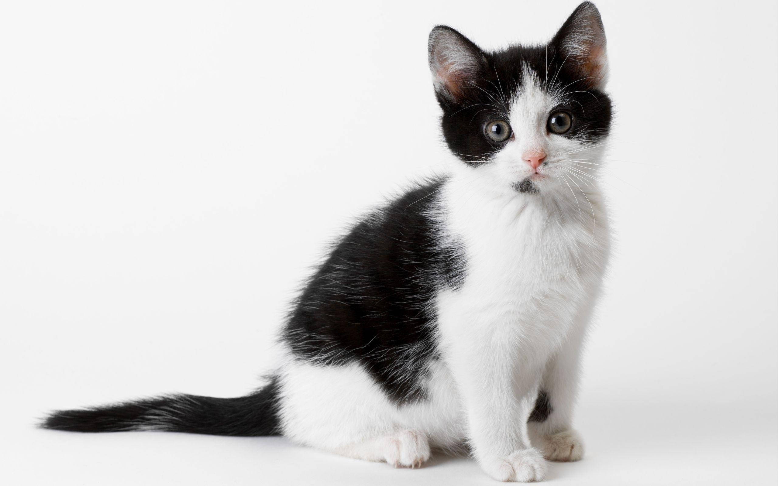 black and white cat, chin birthmark, wide curious eyes, 2K Desktop Wallpaper