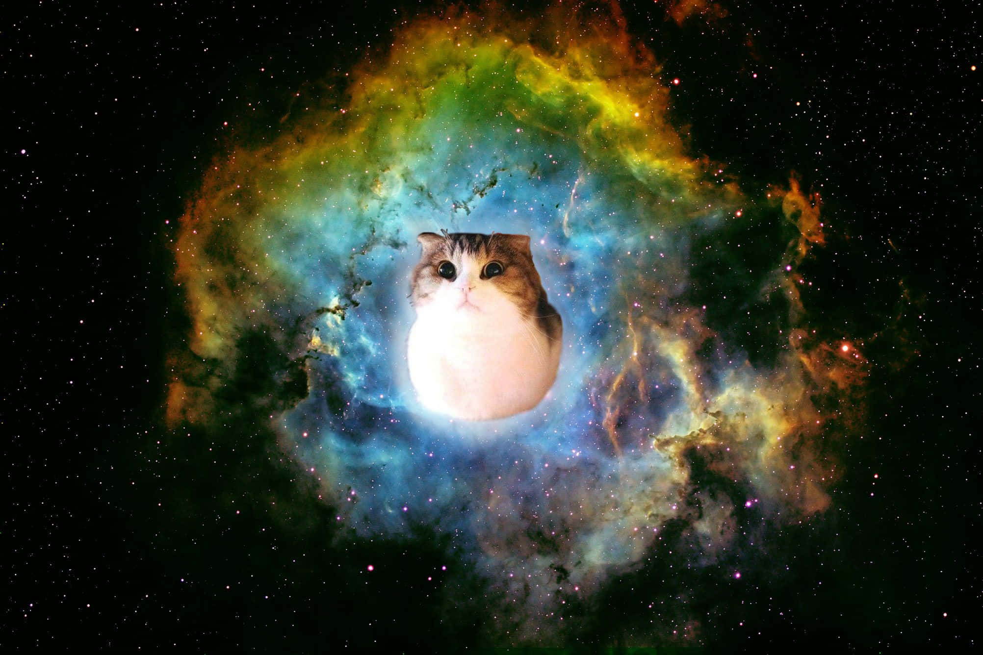 Galaxy Cat, nebula, green blue, Full HD Desktop Wallpaper