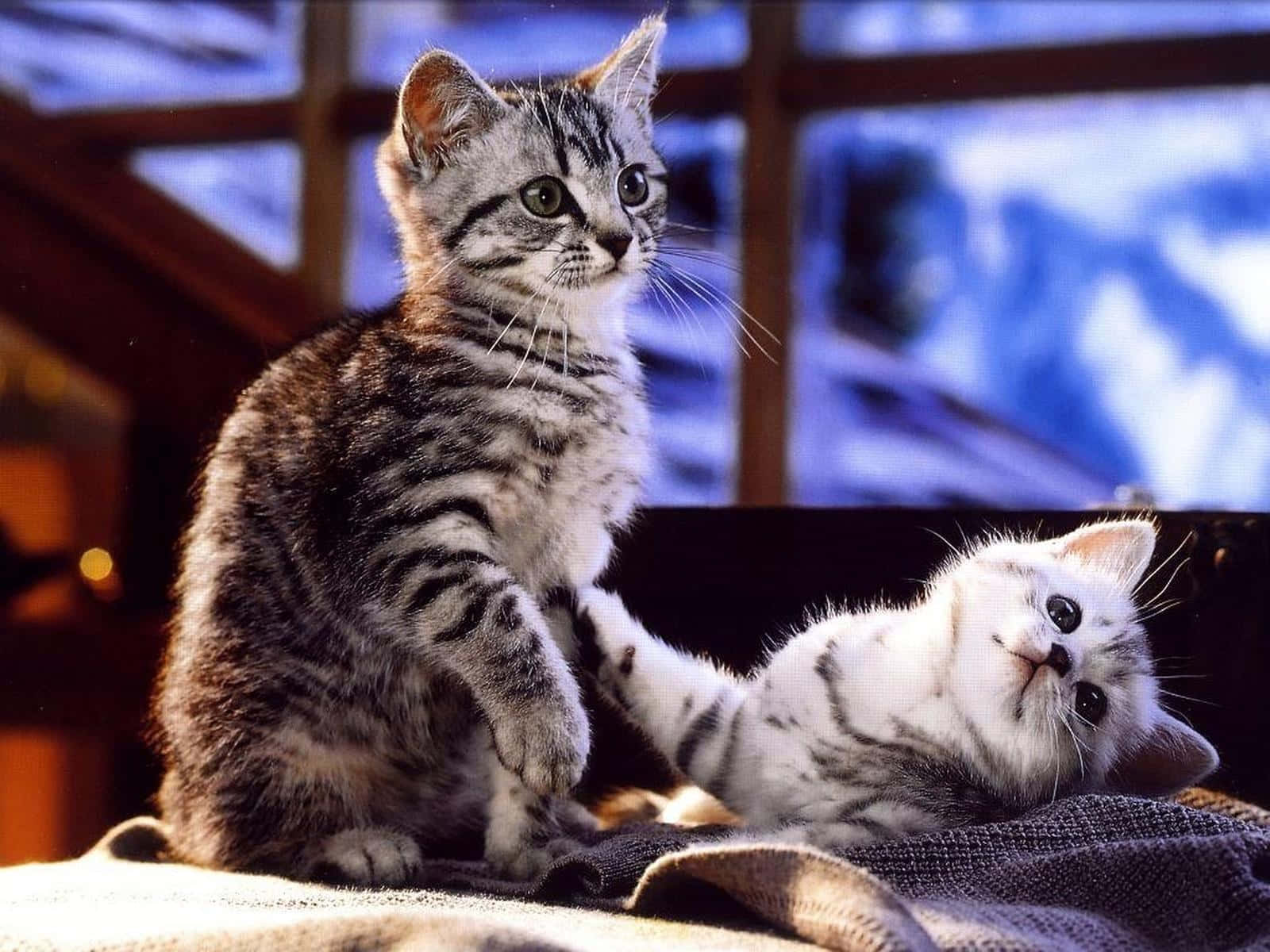 tabby kittens, textured blanket, window, HD Desktop Wallpaper