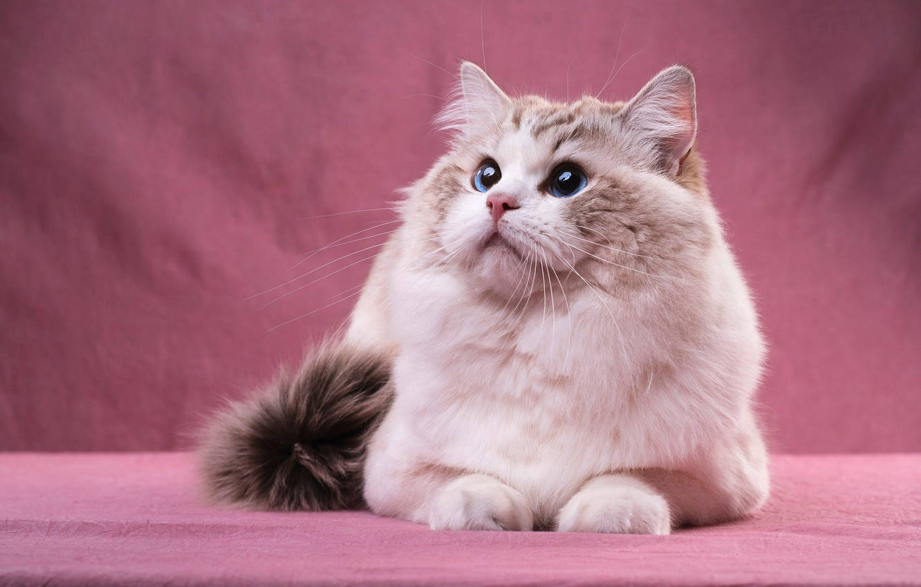 pink cat, fluffy cream and grey cat, striking blue eyes, HD Desktop Wallpaper