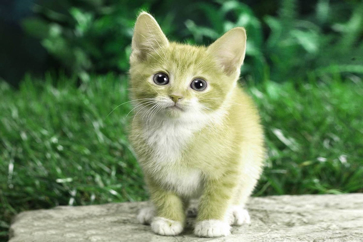 ginger and white kitten, huge dark eyes, stone, HD Desktop Wallpaper