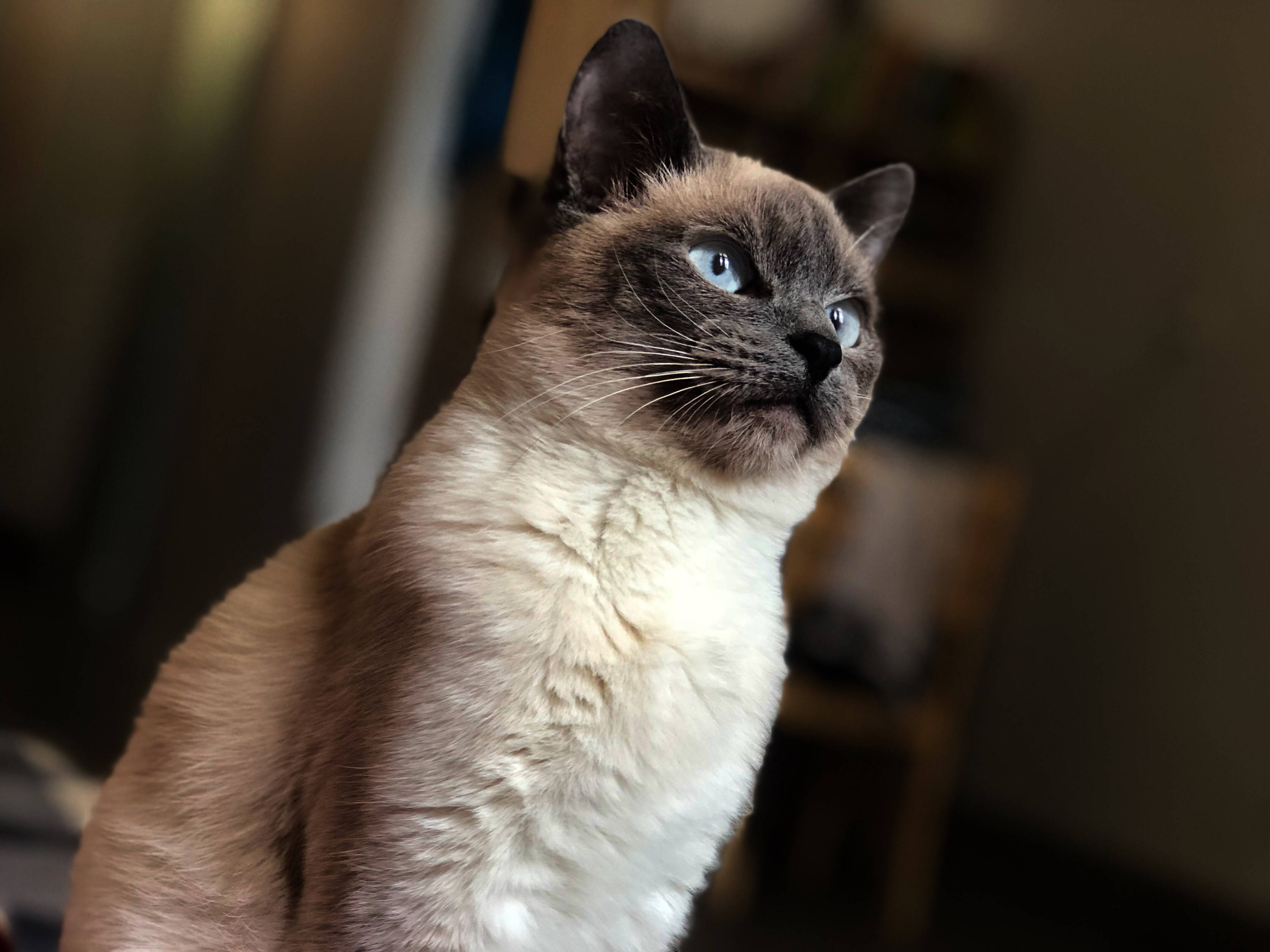 siamese cat, striking blue eyes, softly lit indoor setting, 2K Desktop Wallpaper