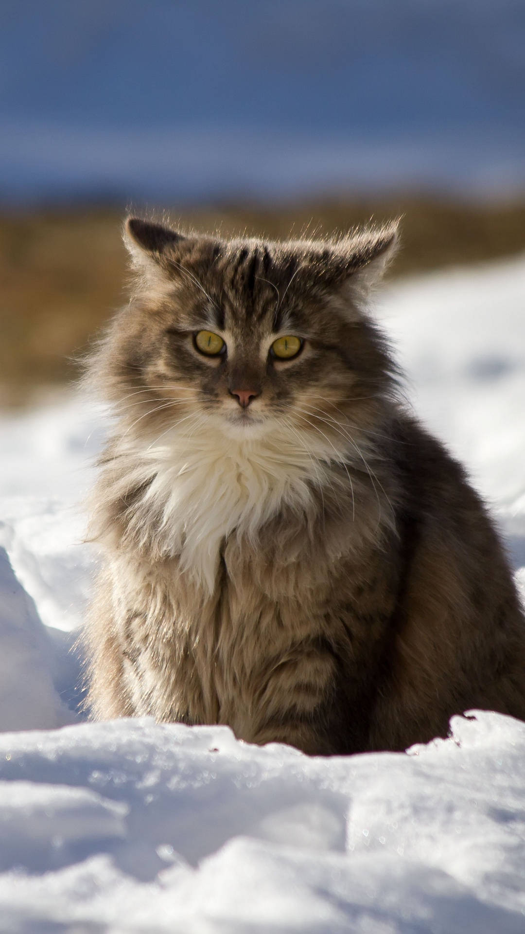 winter, phone, fat cat, Full HD Phone Wallpaper
