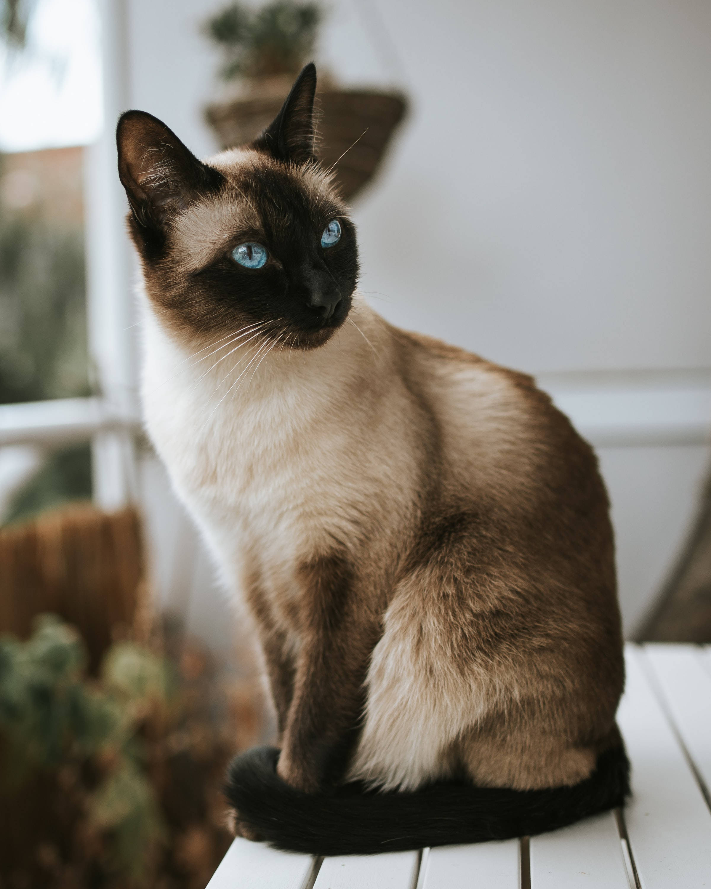 elegant chocolate point siamese cat, striking blue eyes, white wooden surface, 2K Phone Wallpaper