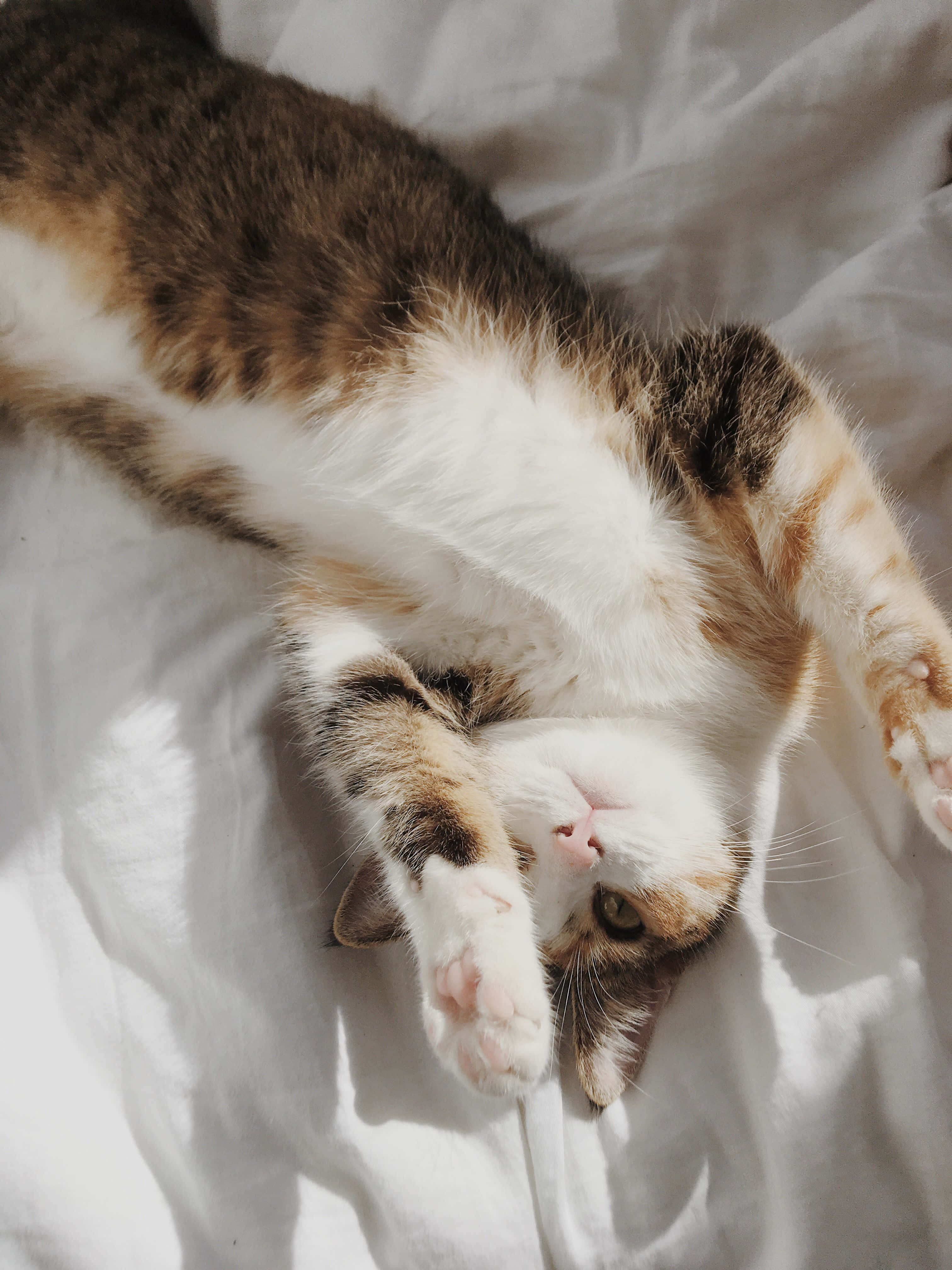 calico cat, white sheets, bright sunlight, 4K Phone Wallpaper