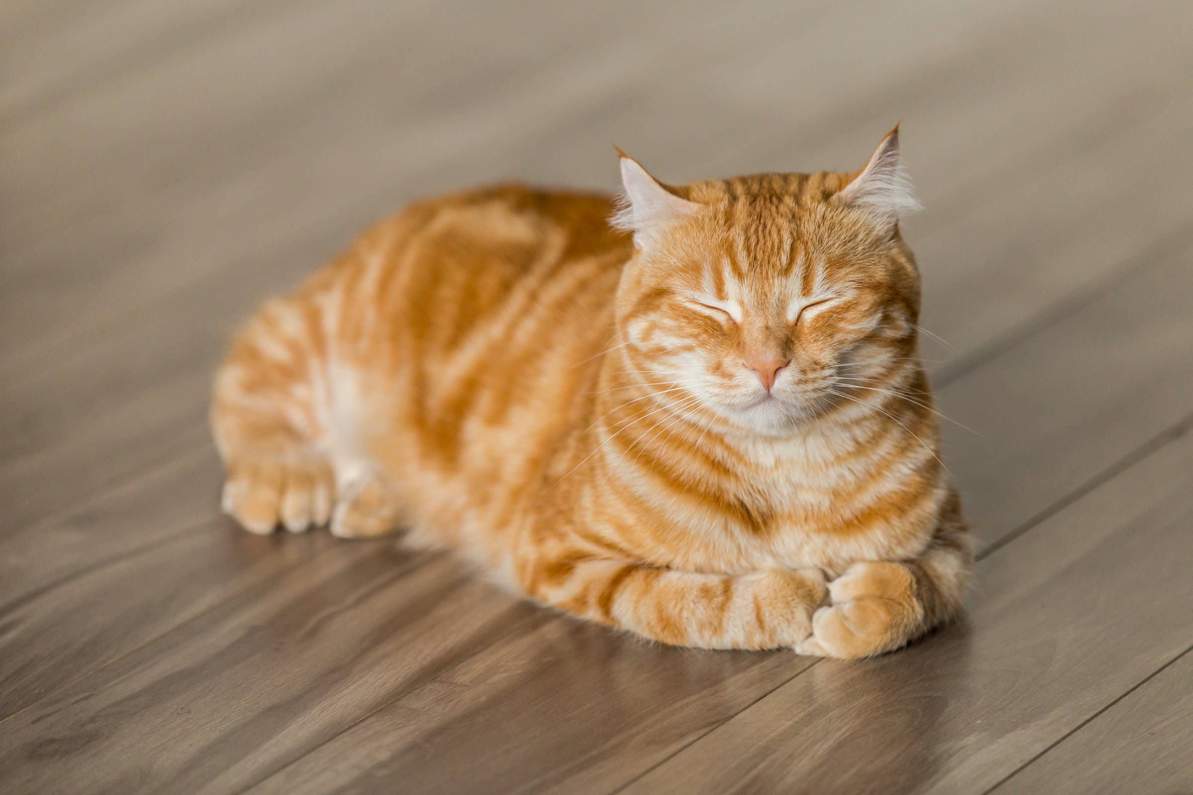 ginger tabby cat, closed eyes, wooden floor, Full HD Desktop Wallpaper