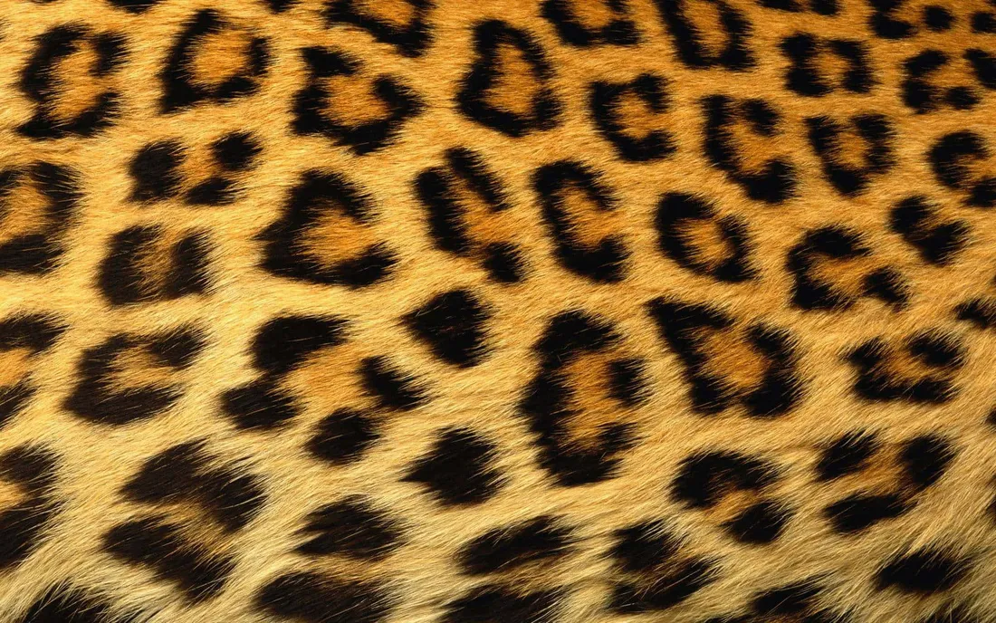 Cute Cheetah Print