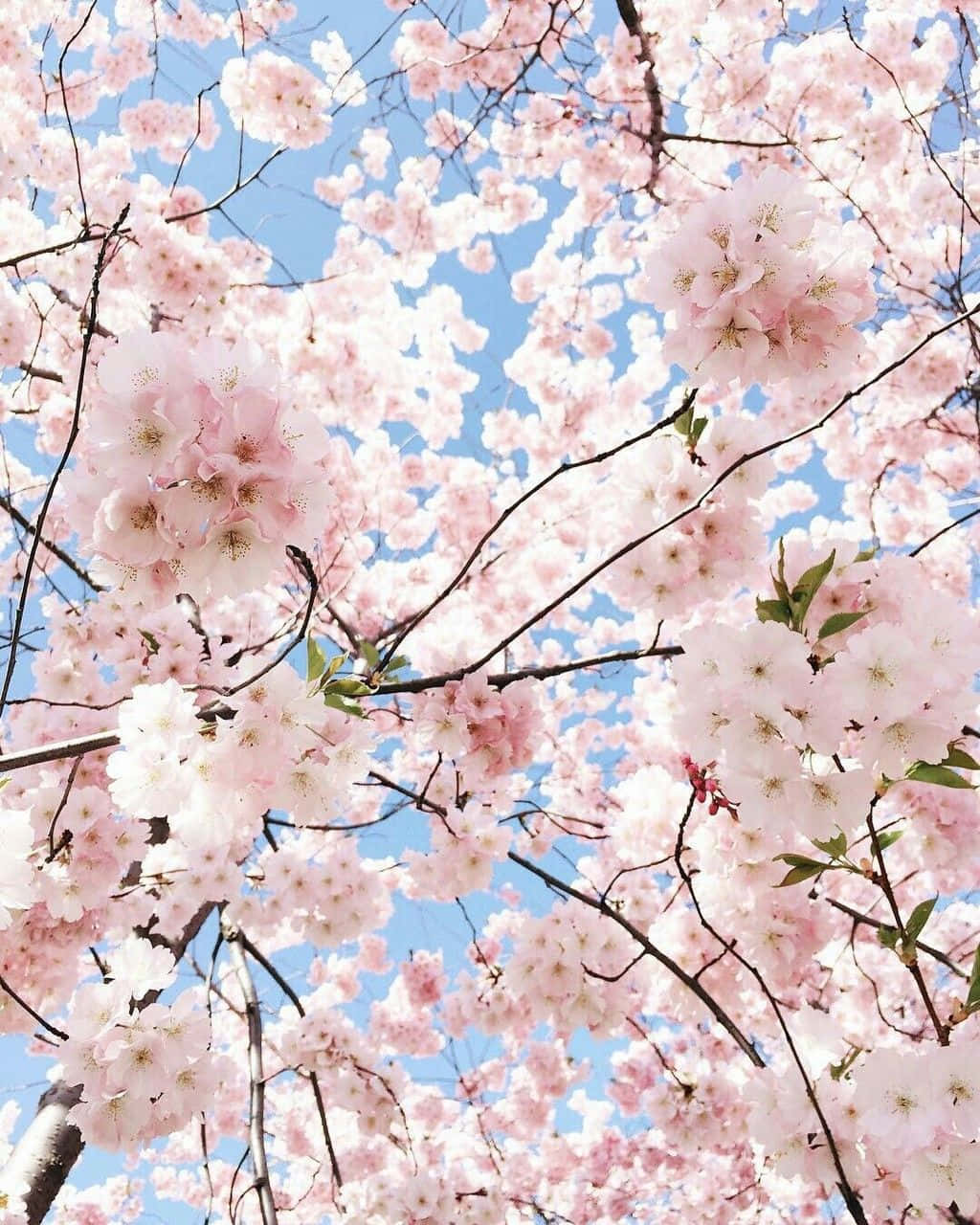 cherry blossoms, pink, clear blue sky, HD Phone Wallpaper