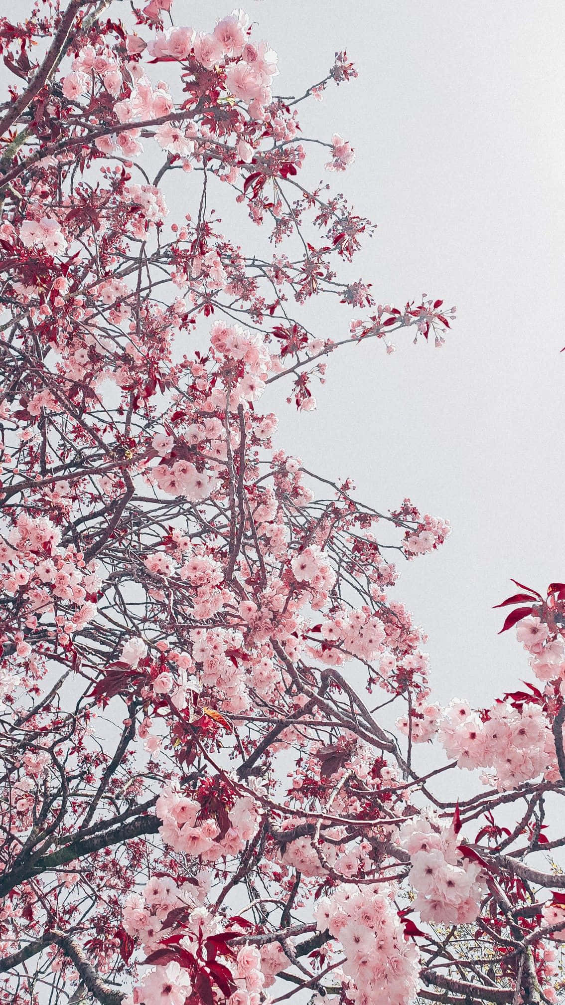 aesthetic cherry blossom, pink cherry blossoms, dark branches, Full HD Phone Wallpaper
