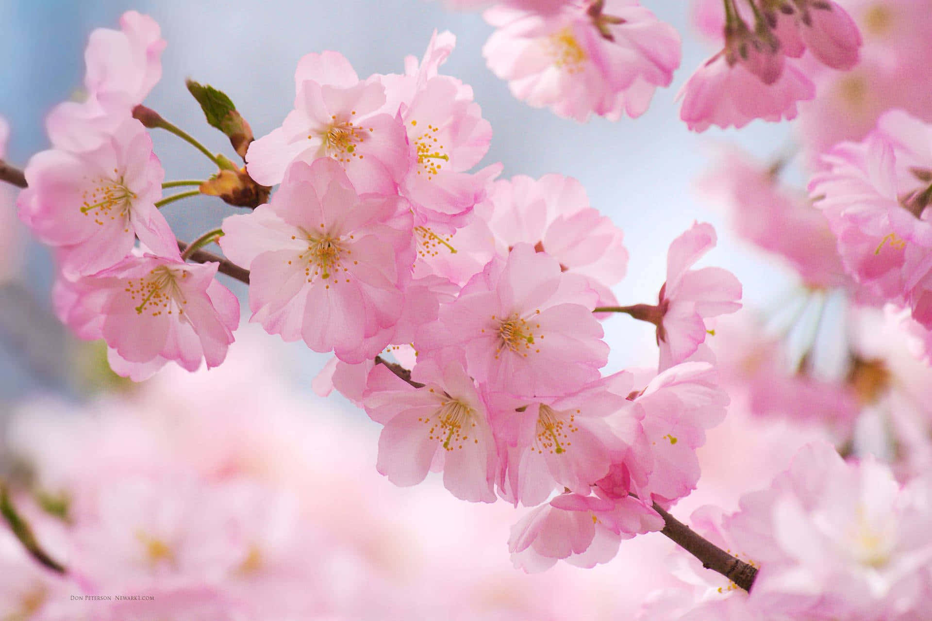 Aesthetic Cherry Blossom, baby pink, soft pink cherry blossoms, Full HD Desktop Wallpaper