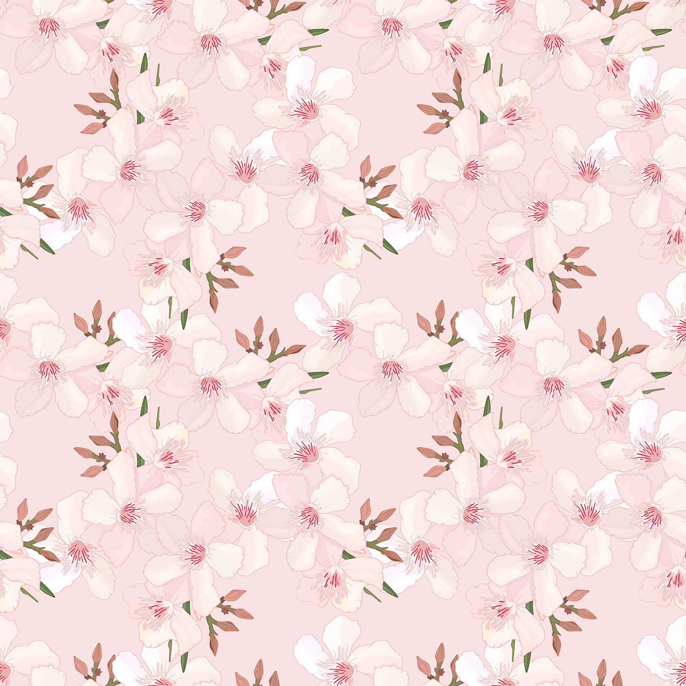 tender pink cherry blossoms, delicate cherry blossoms, green buds, 2K Desktop Wallpaper