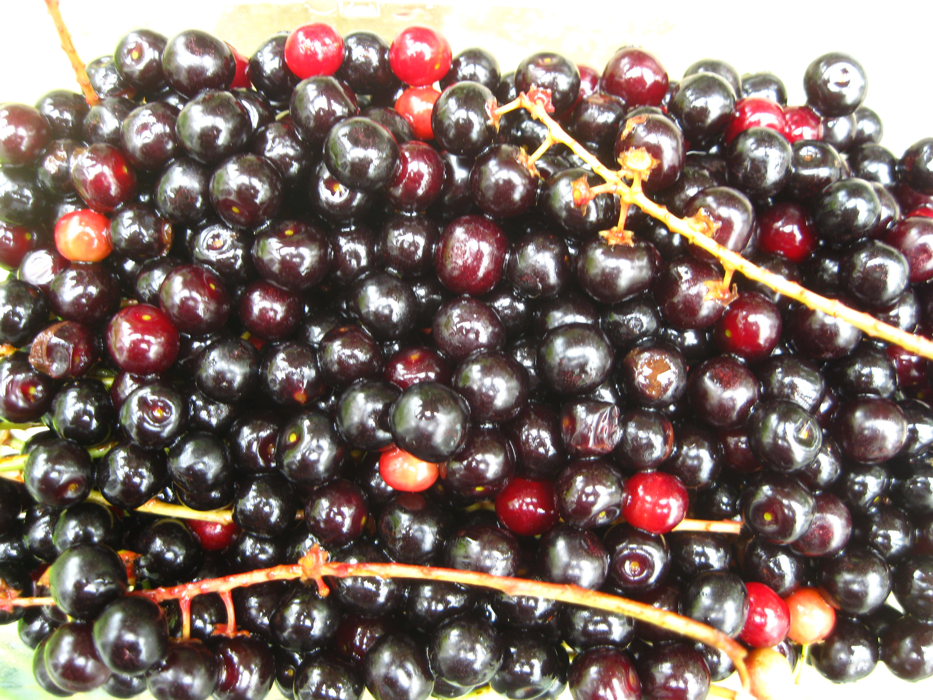 black cherry, glossy, dark purple cherries, 2K Desktop Wallpaper