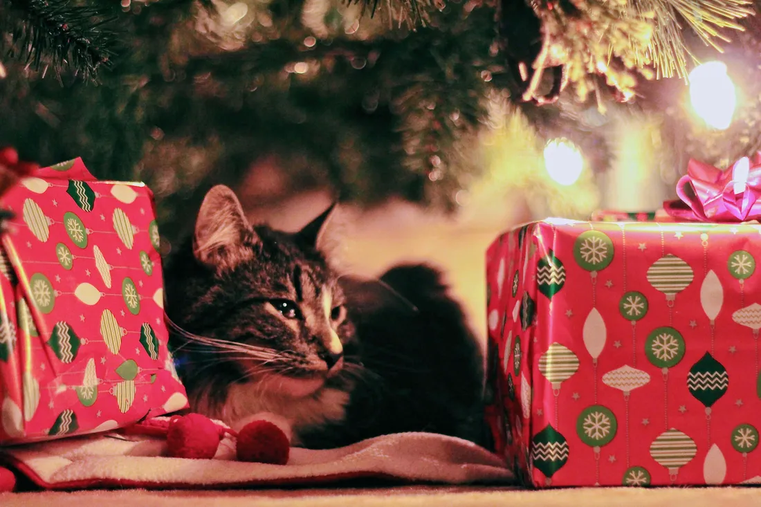 Cute Christmas Cat