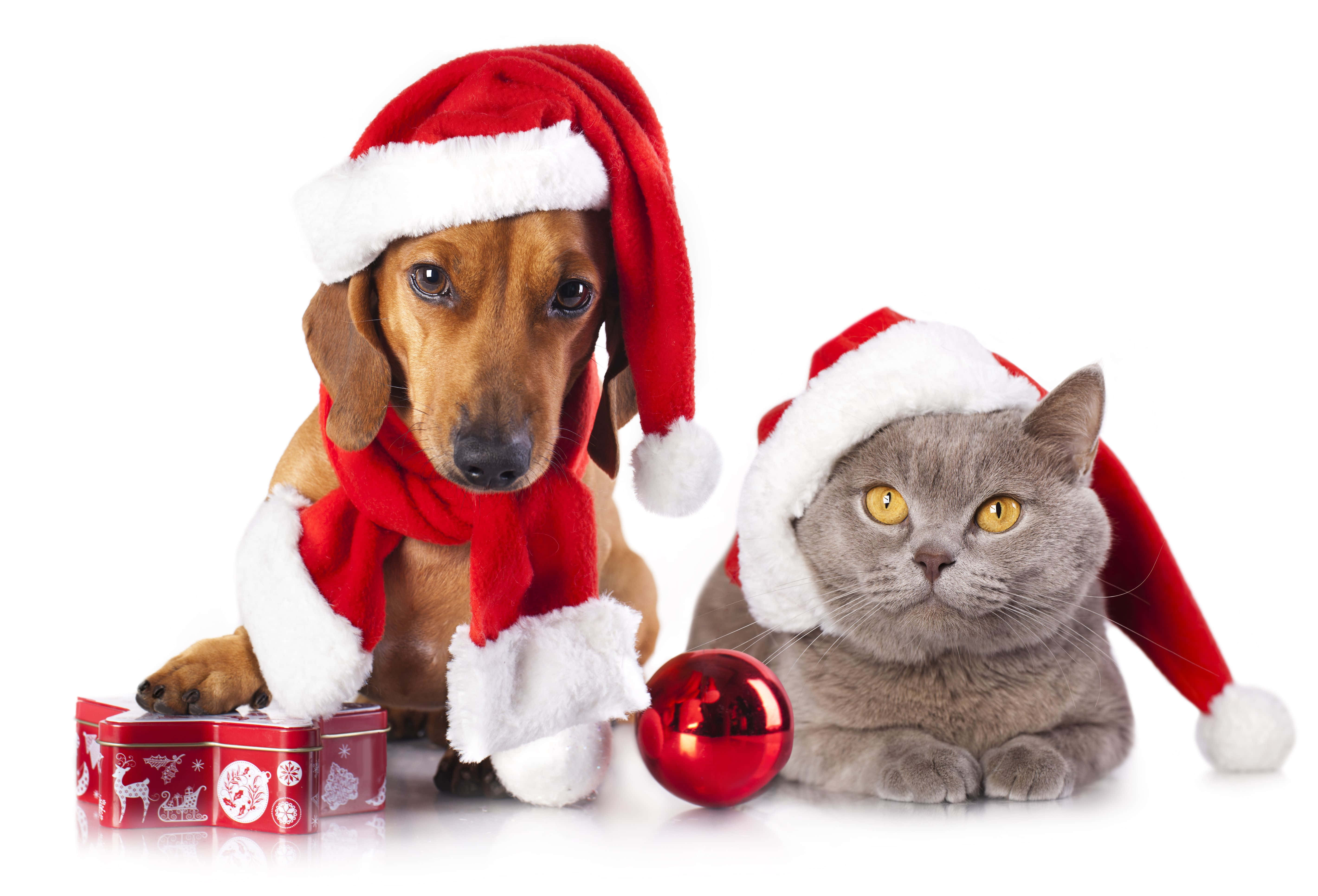 dachshund, gray cat, red Santa hats, 5K Desktop Wallpaper