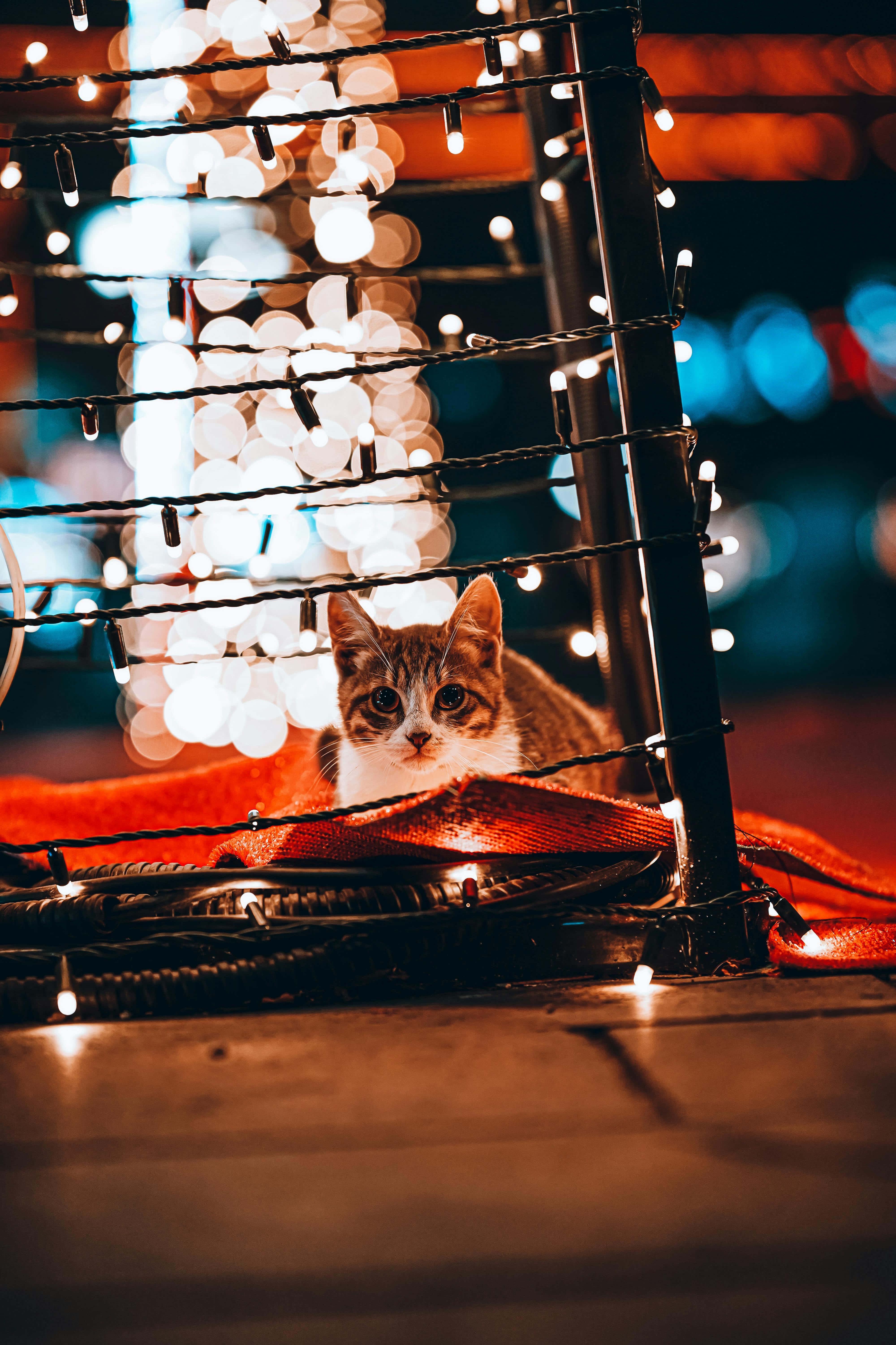 tabby cat, white chest, glowing string light structure, 5K Phone Wallpaper