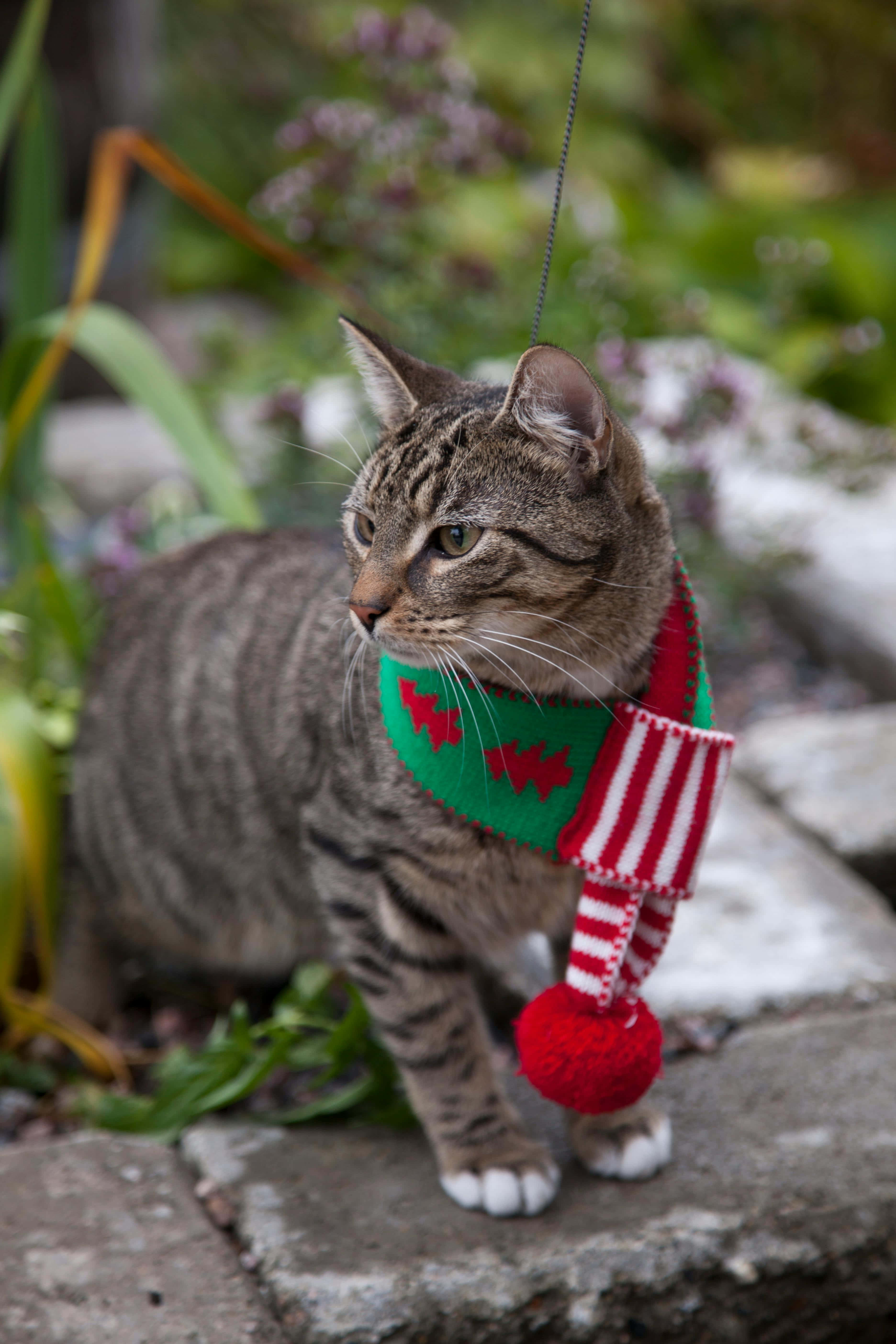 tabby cat, red and green knitted scarf, red pom pom, 5K Phone Wallpaper