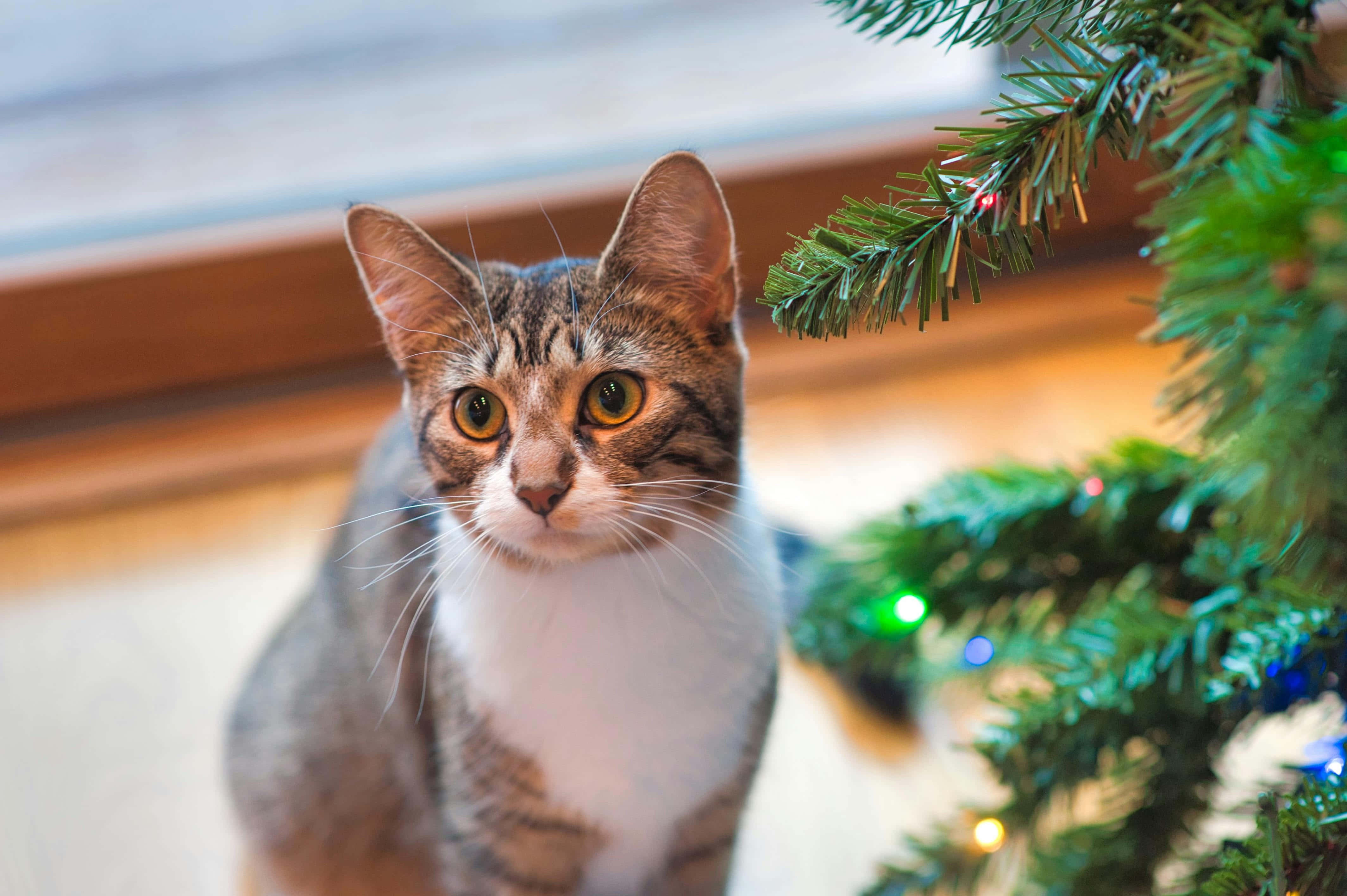 tabby cat, Christmas tree, green needles, 4K Desktop Wallpaper