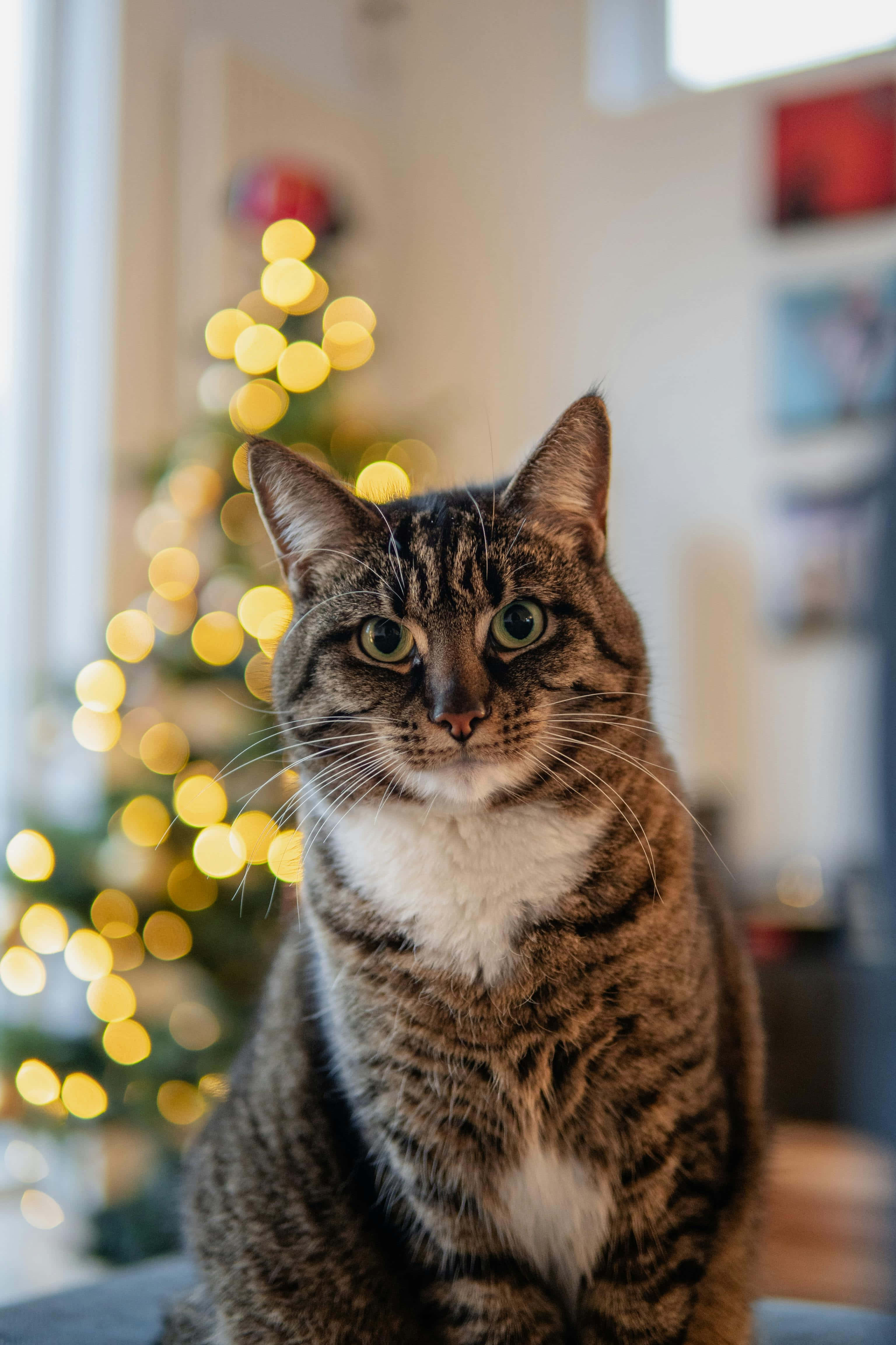tabby cat, green eyes, Christmas tree, 4K Phone Wallpaper