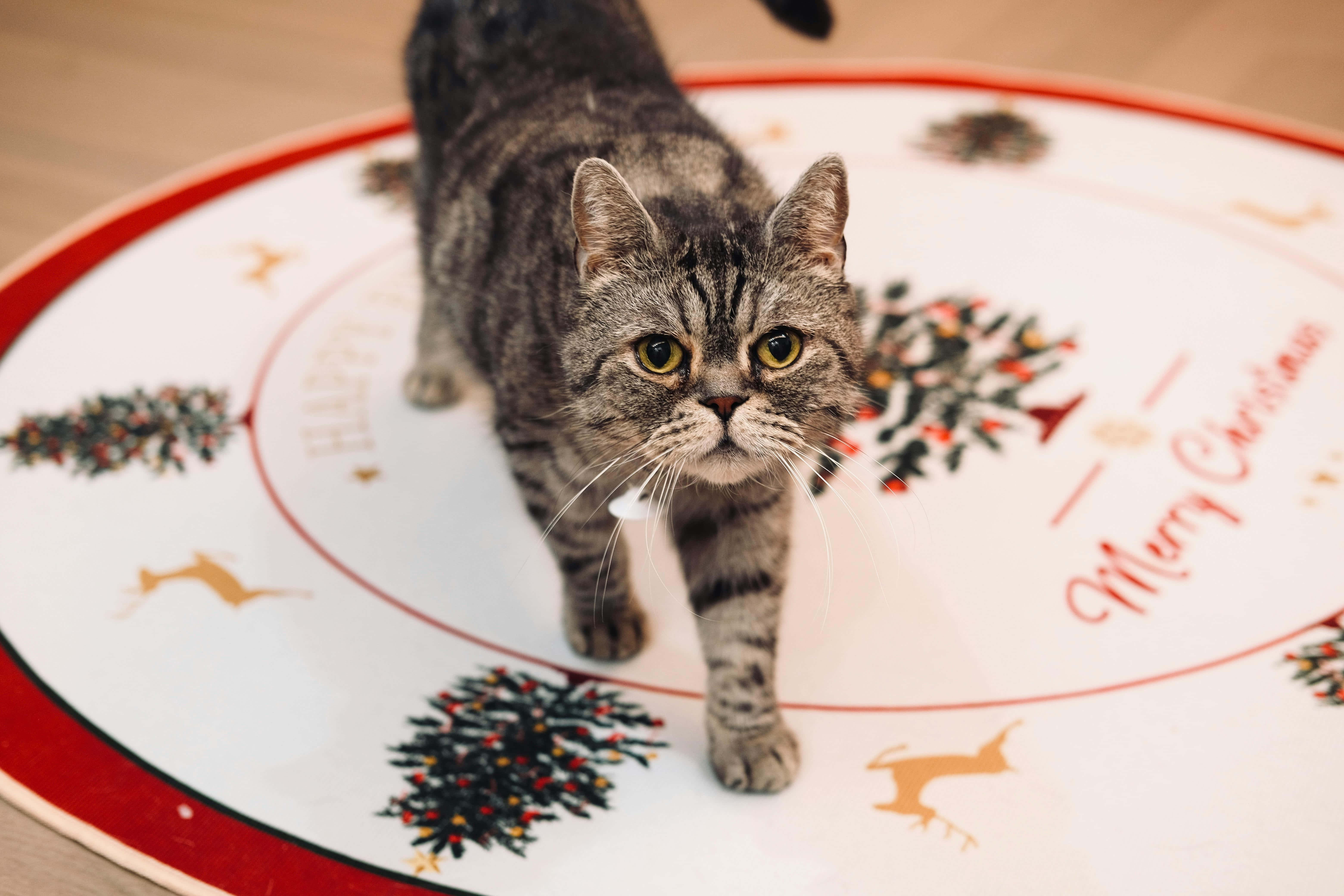 festive tabby cat, white Christmas rug, red trim, 5K Desktop Wallpaper