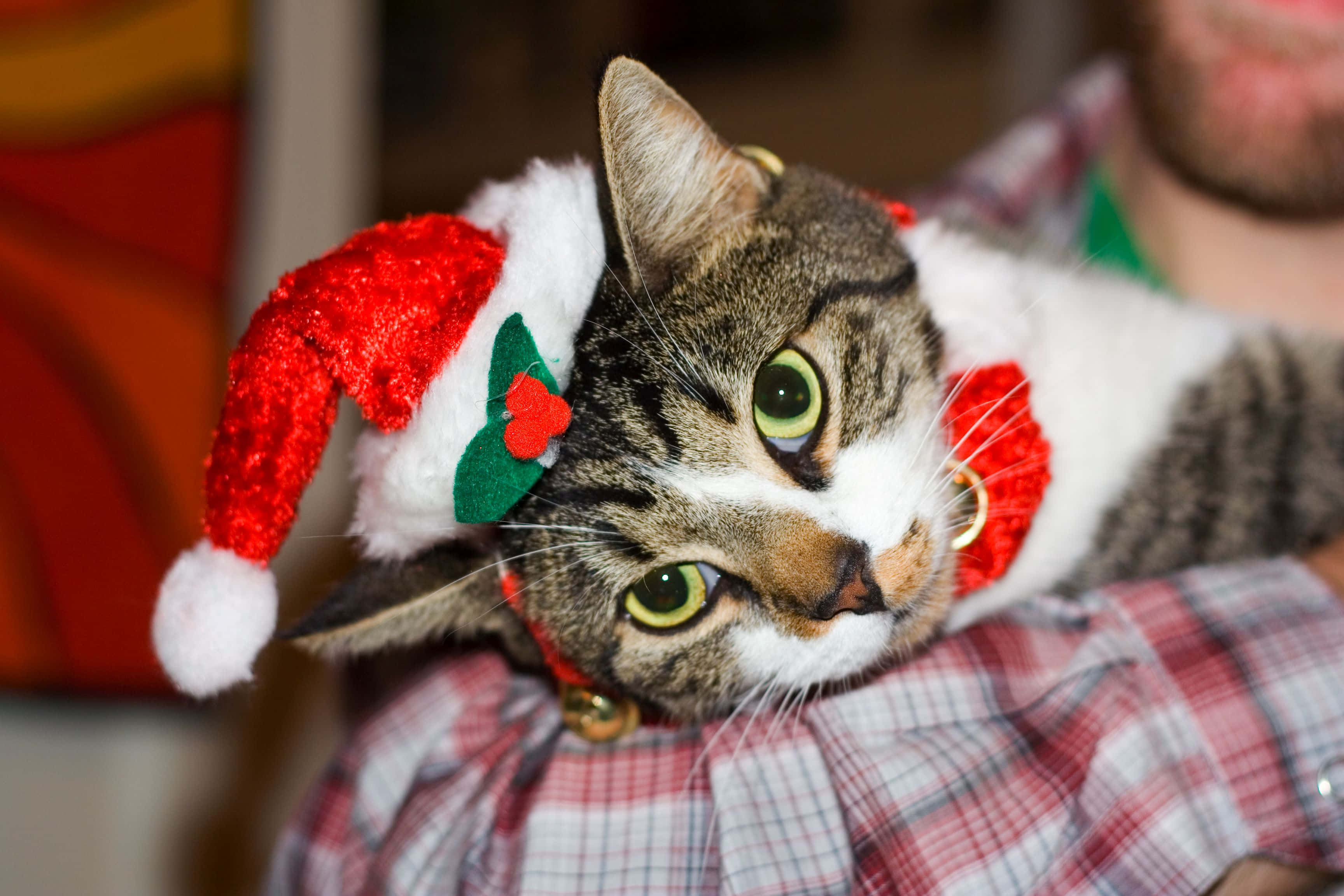 tabby cat, red Santa hat, matching collar, 2K Desktop Wallpaper