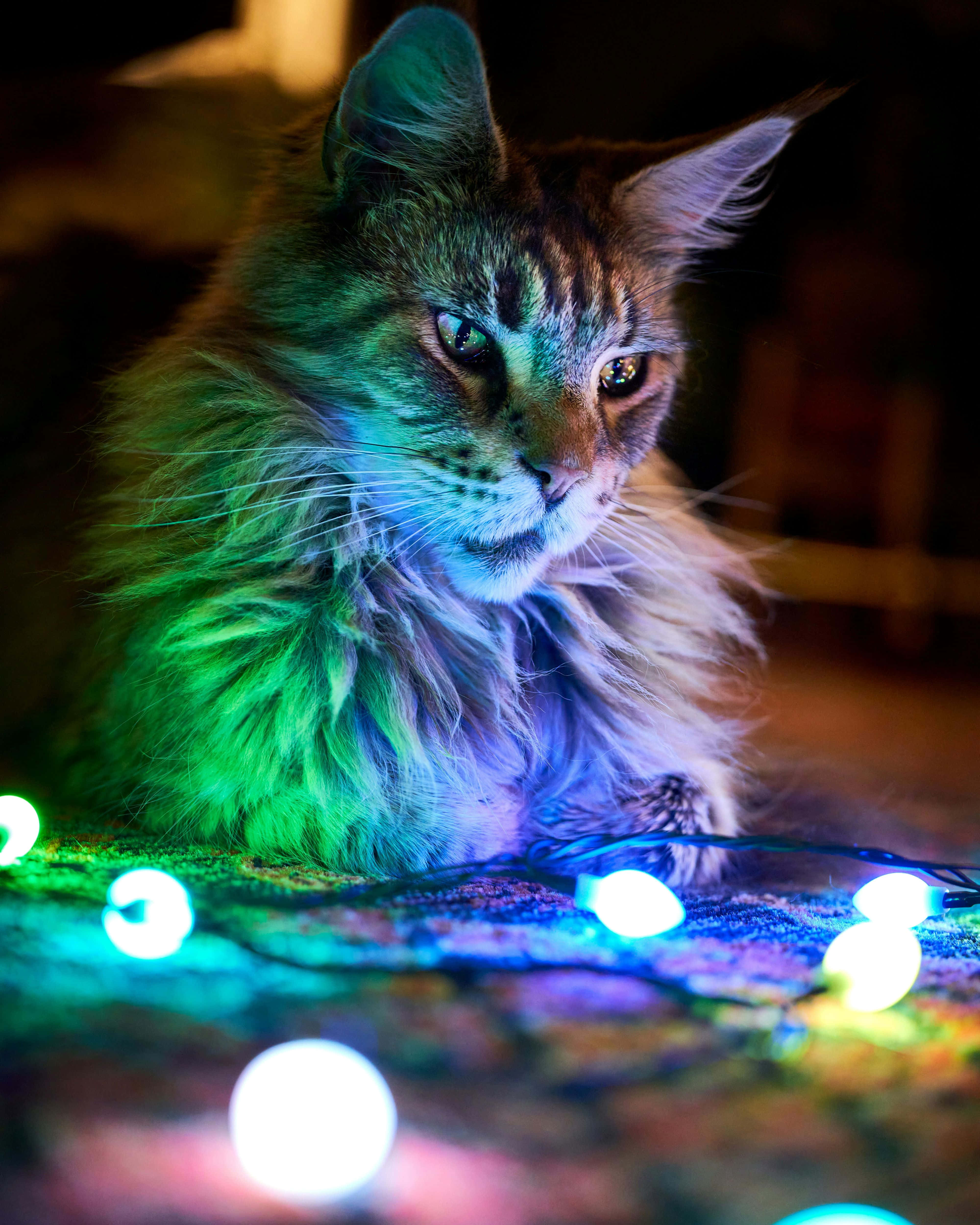fluffy tabby cat, glowing green eyes, vibrant neon string lights, 4K Phone Wallpaper