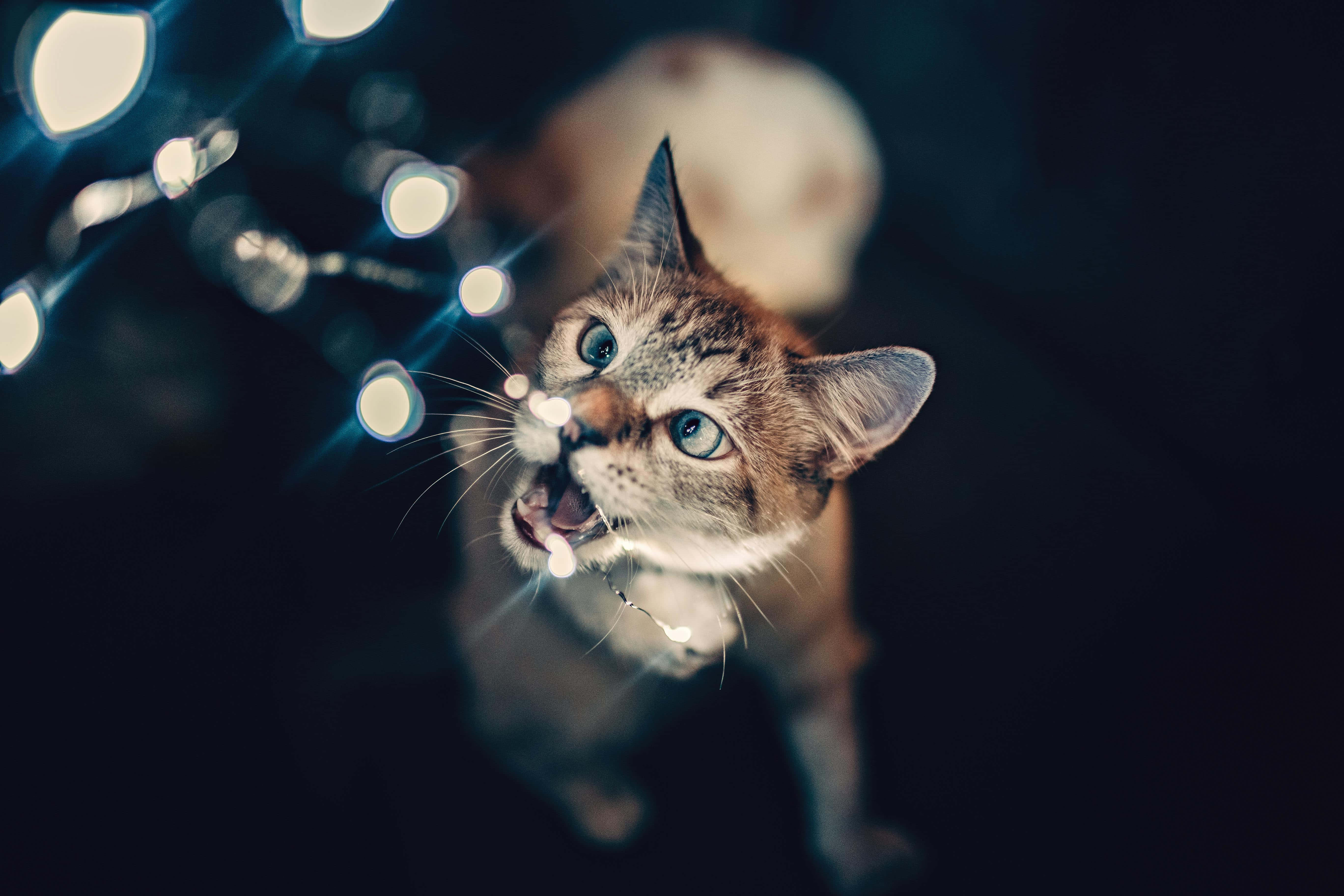 tabby cat, striking blue eyes, glowing string lights, 5K Desktop Wallpaper