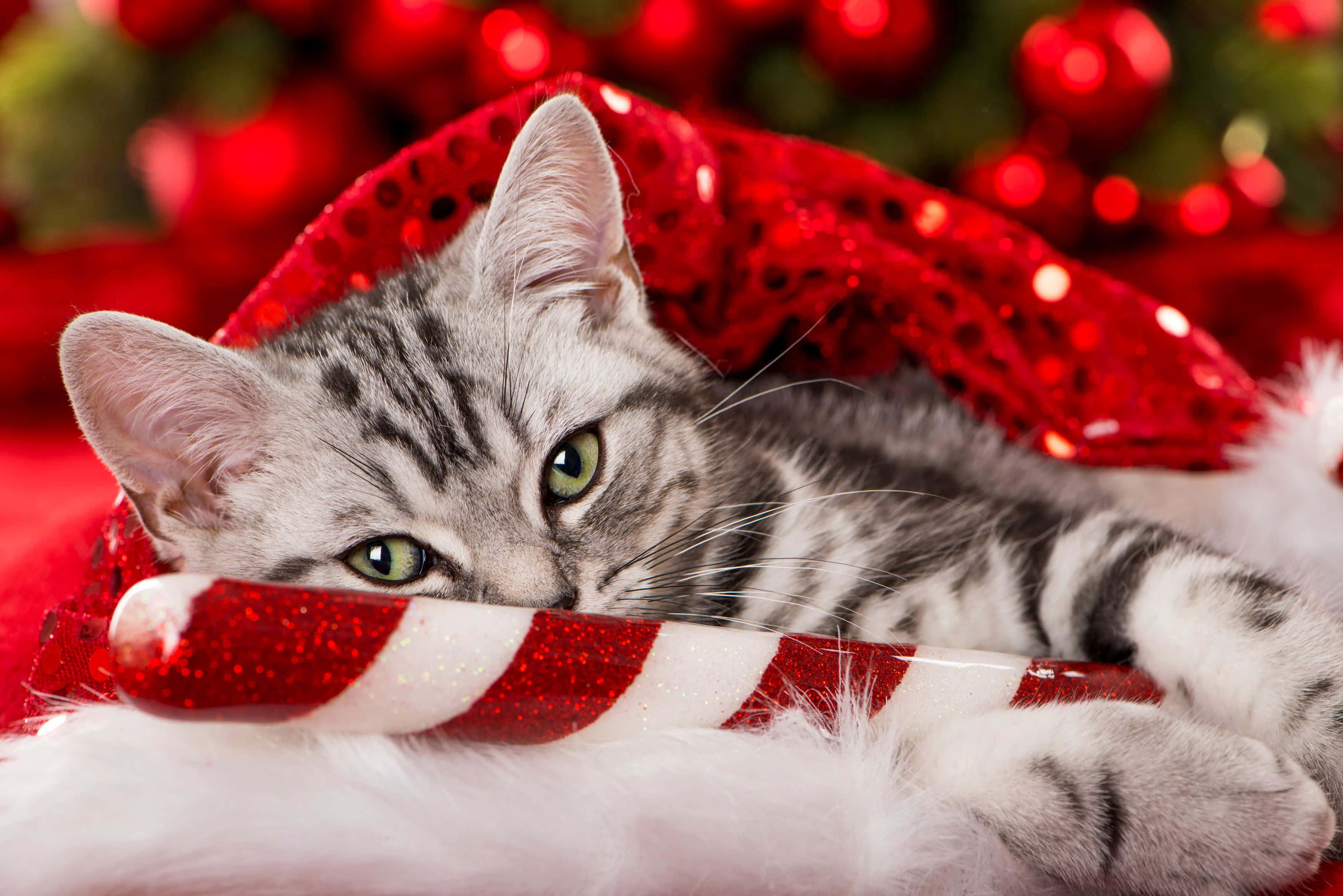 silver tabby kitten, green eyes, red sequined Santa hat, 2K Desktop Wallpaper