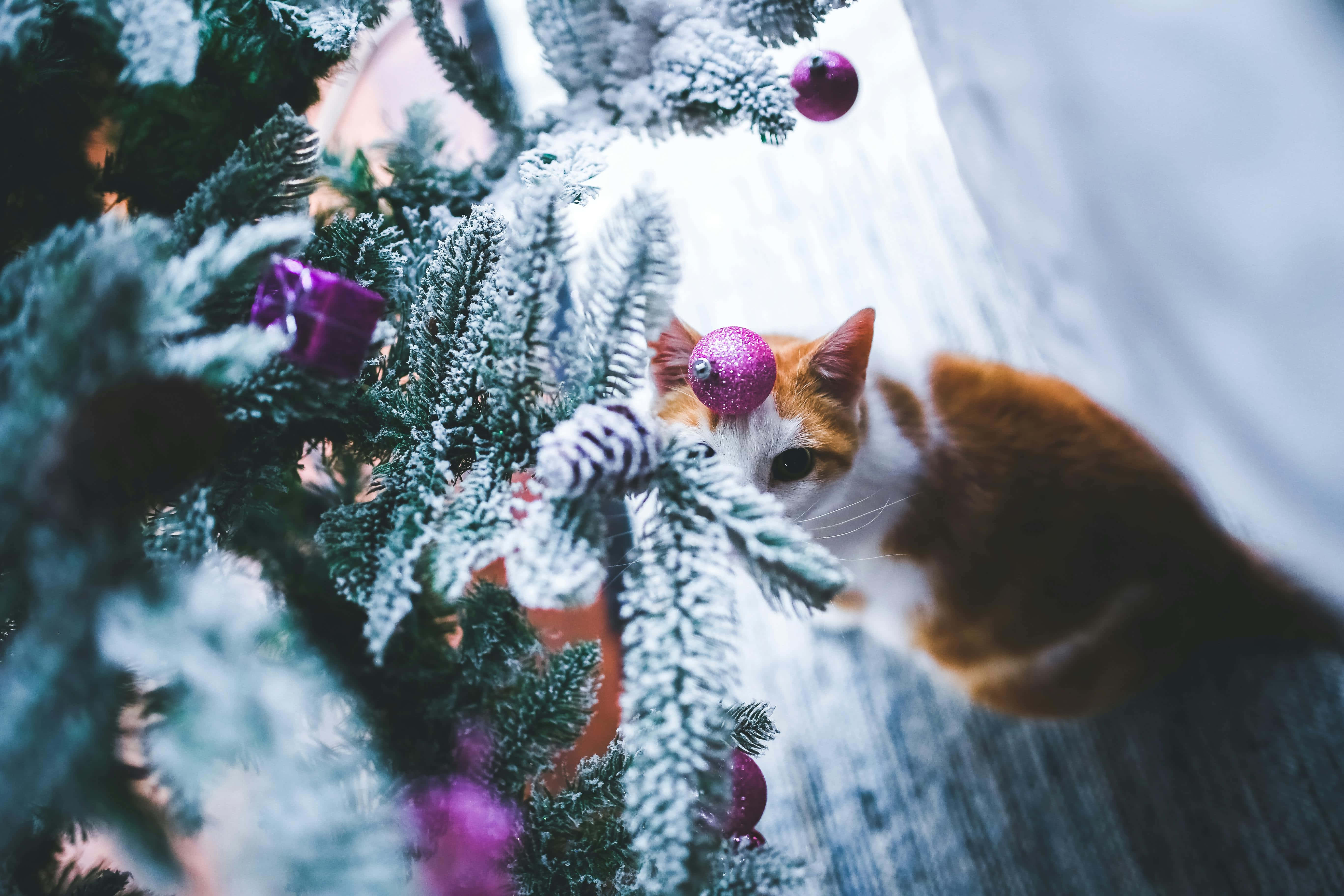 Festive Christmas Cat, orange and white cat, snowy pine branches, 5K Desktop Wallpaper