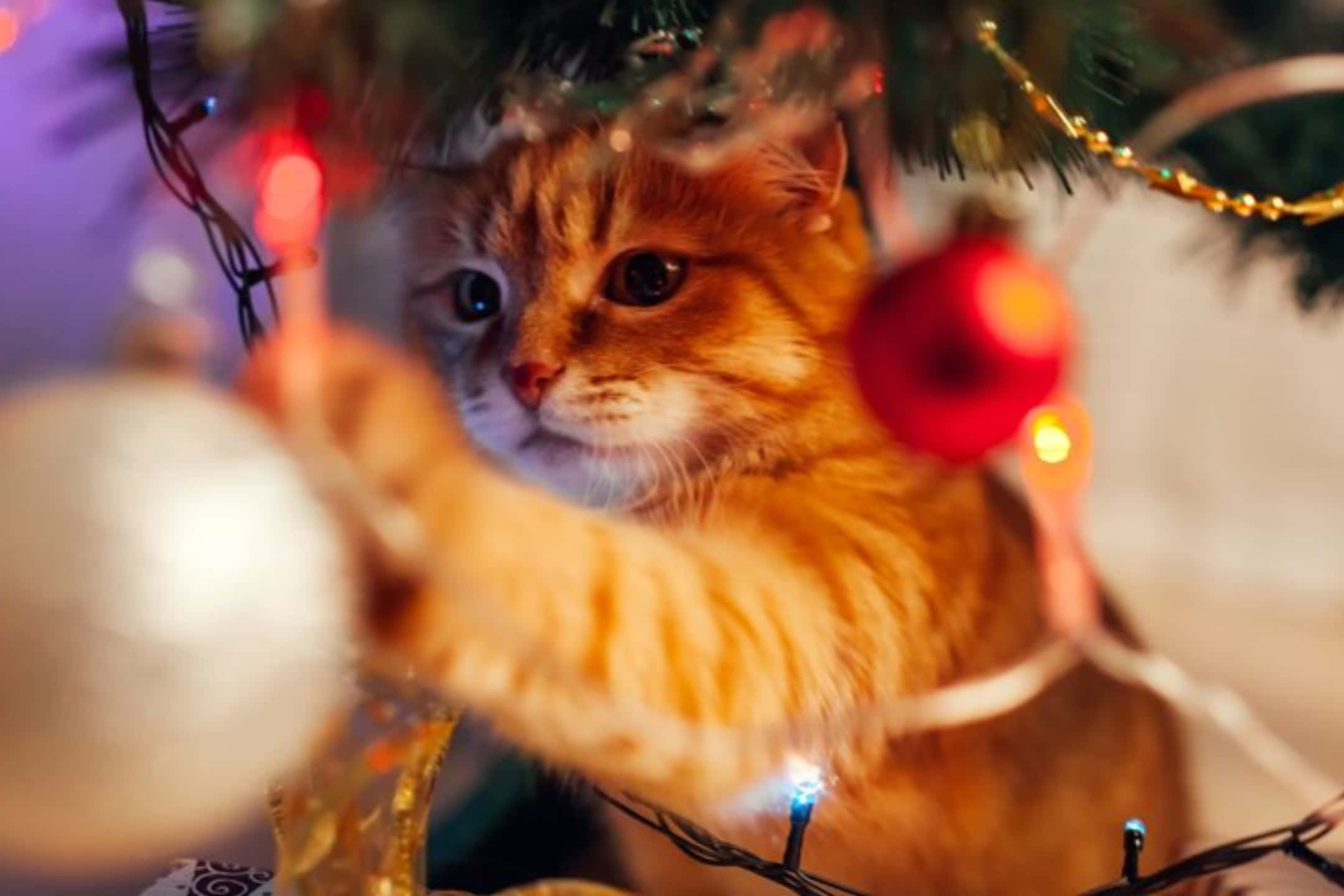 orange tabby cat, white ornament, glowing Christmas tree lights, Full HD Desktop Wallpaper