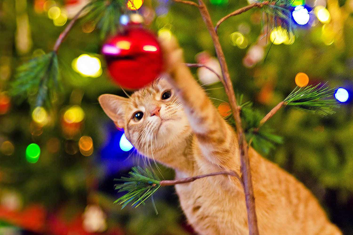 Festive Kitty Christmas Ornament Play, ginger cat, red ornament, HD Desktop Wallpaper