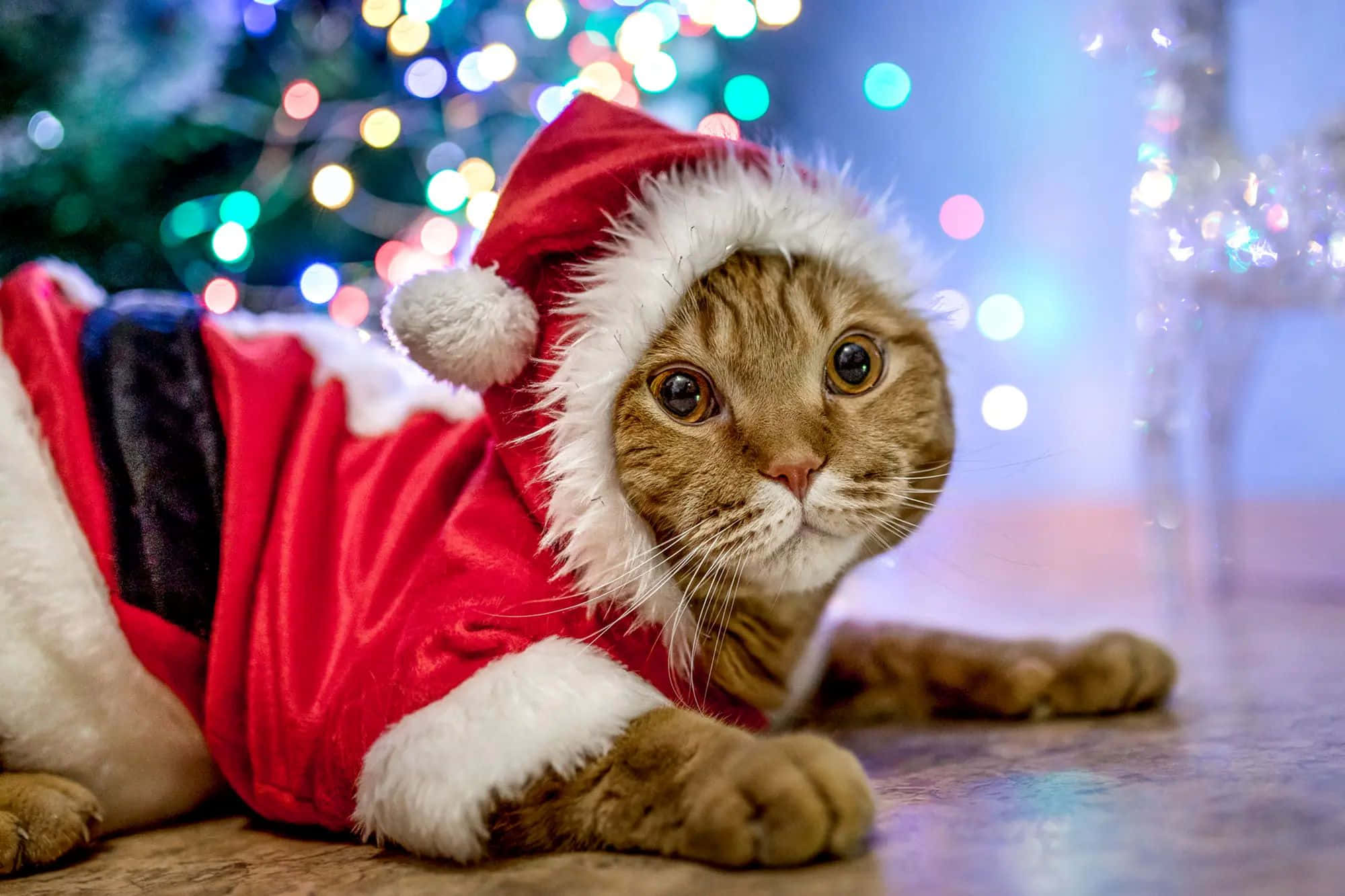 tabby cat, red Santa suit with white trim, wooden floor, Full HD Desktop Wallpaper